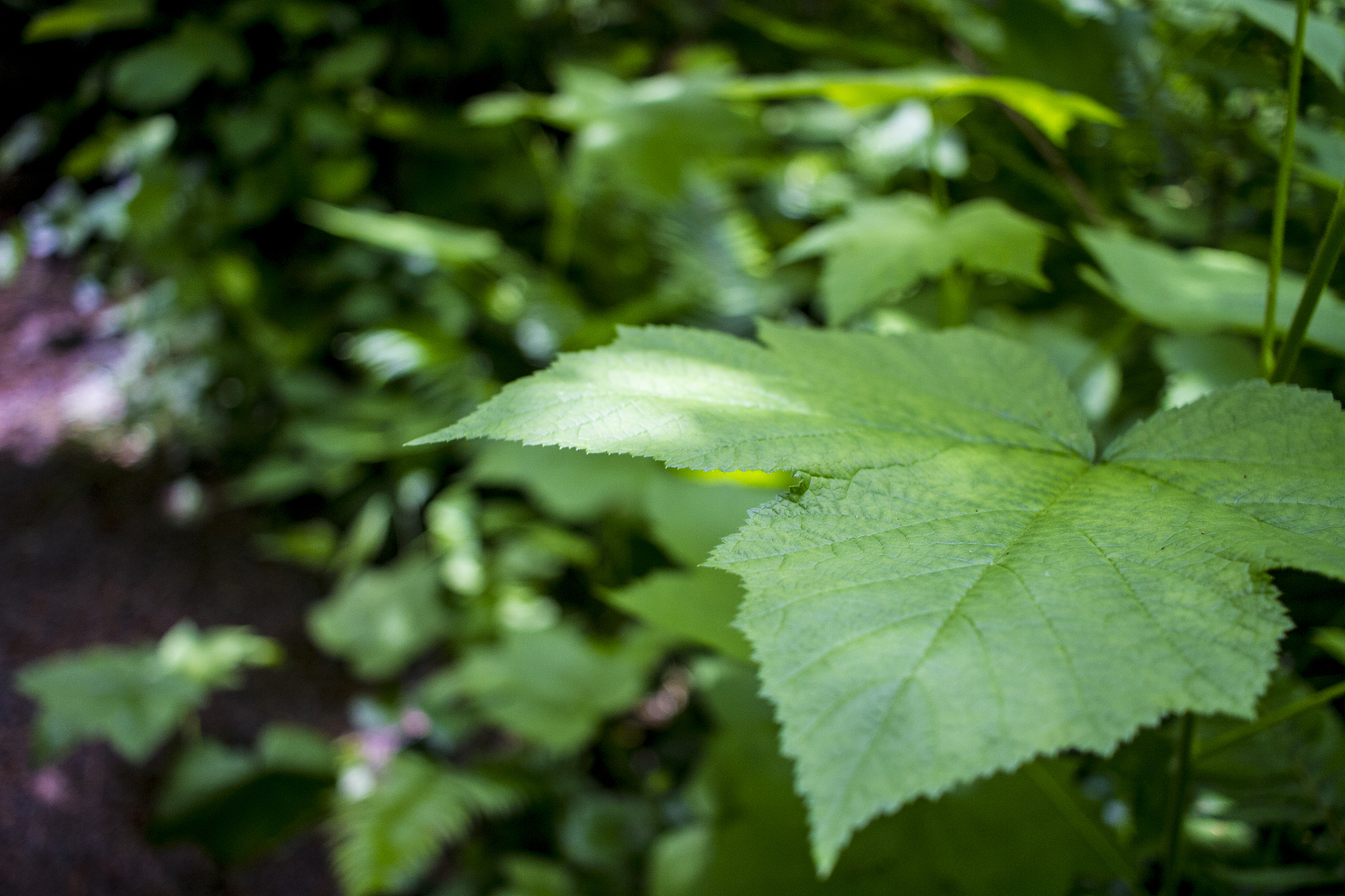 plant close up
