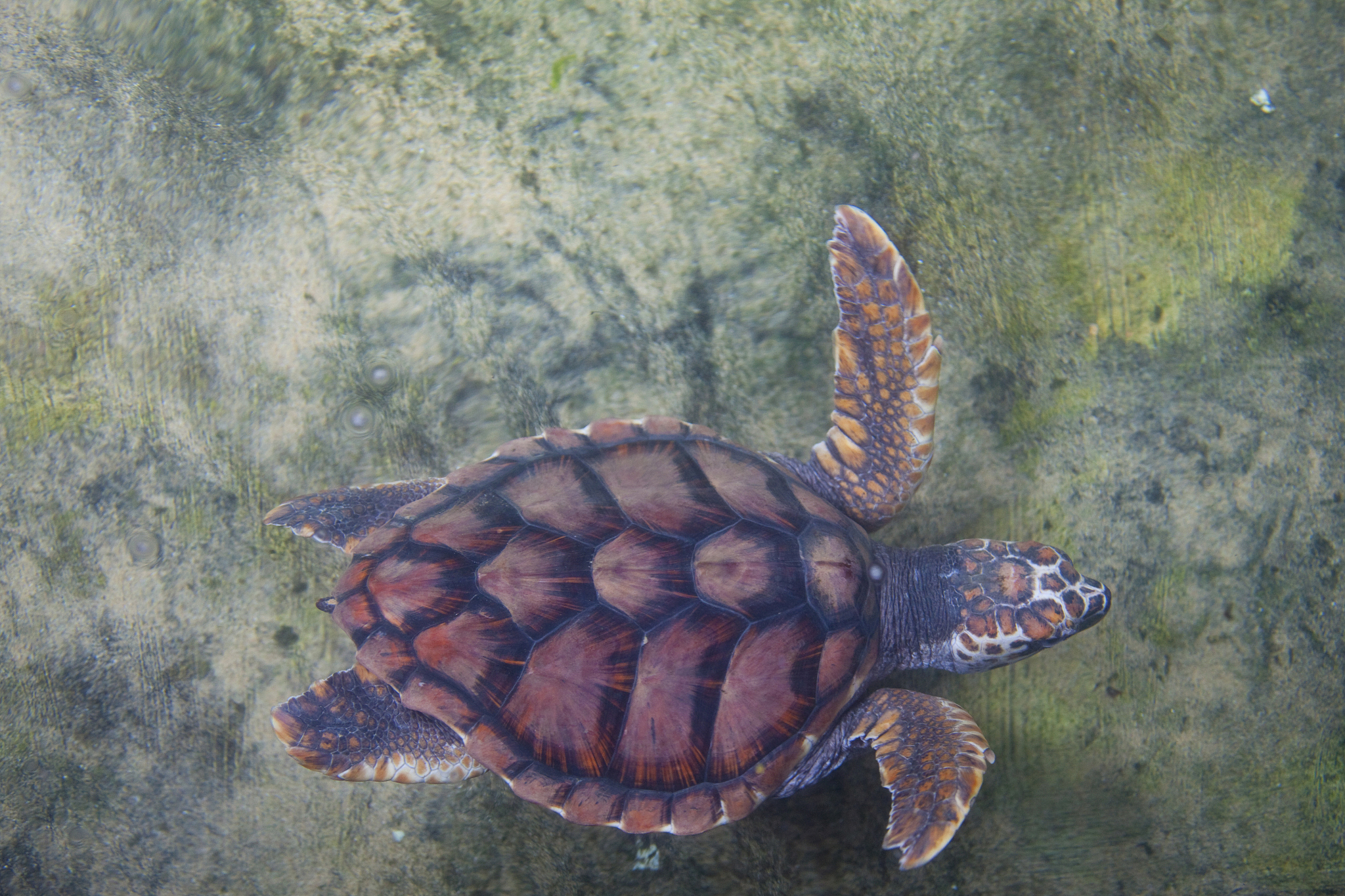 sea turtle