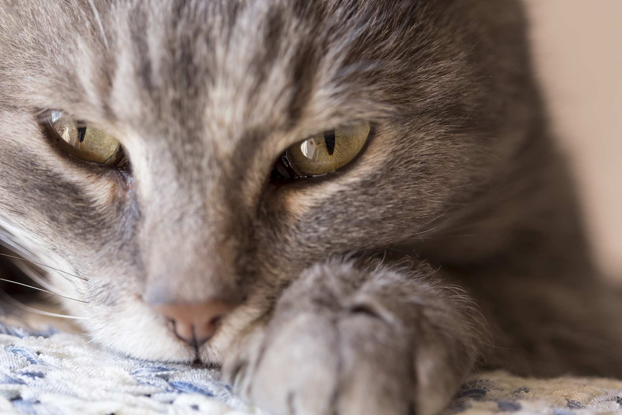 cat purring
