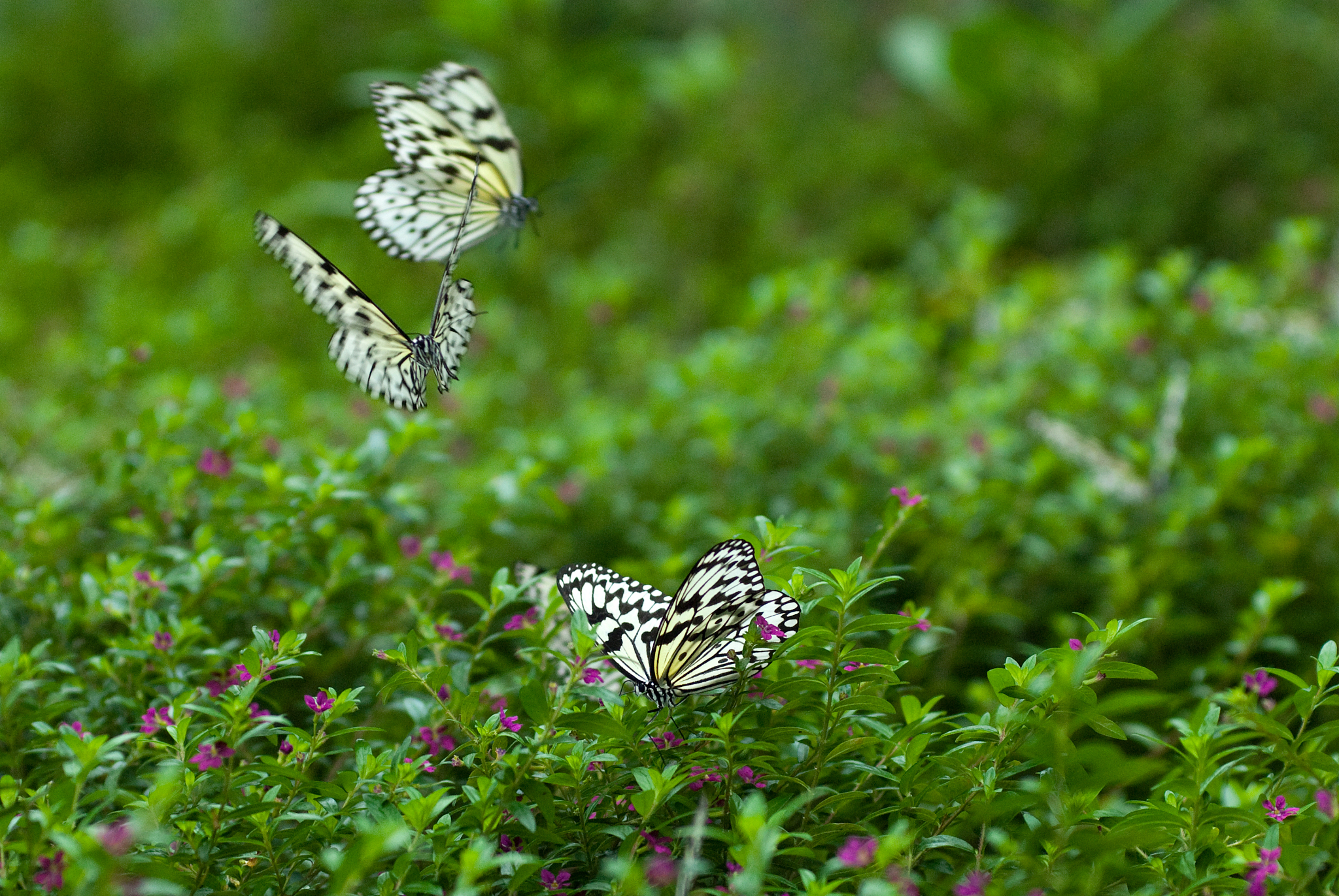 仿写蜻蜓展翅 蝴蝶飞舞