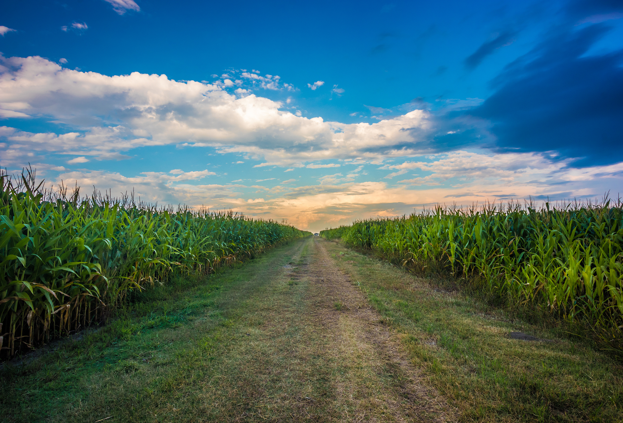 Maize yields in France quadrupled in the period of 1950–1984 with yields increasingly correlated with planting density due to genetic gains按照crop science期刊标准润色上面的句子