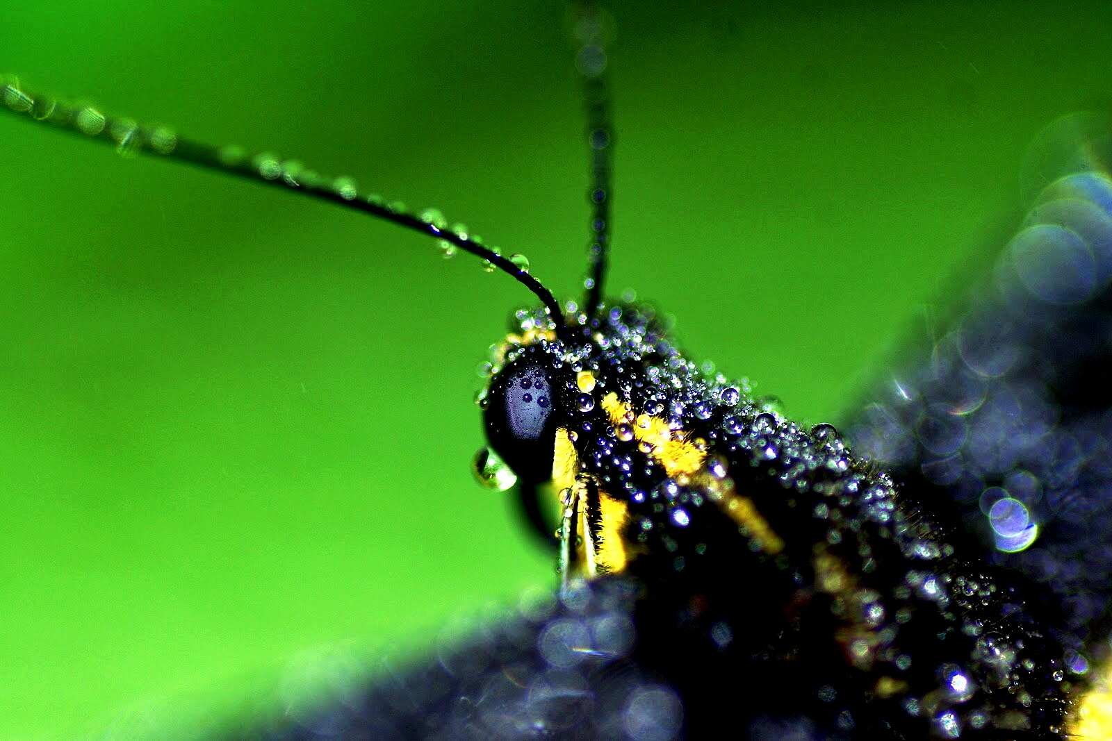 close-up of wet butterfly