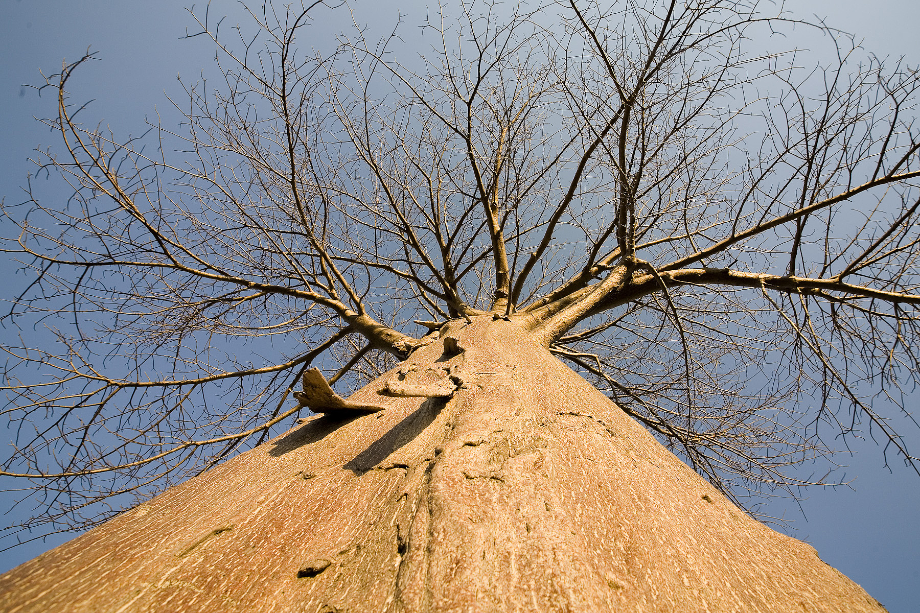 逐木鸟的坚毅：一个小鸟飞越森林的故事