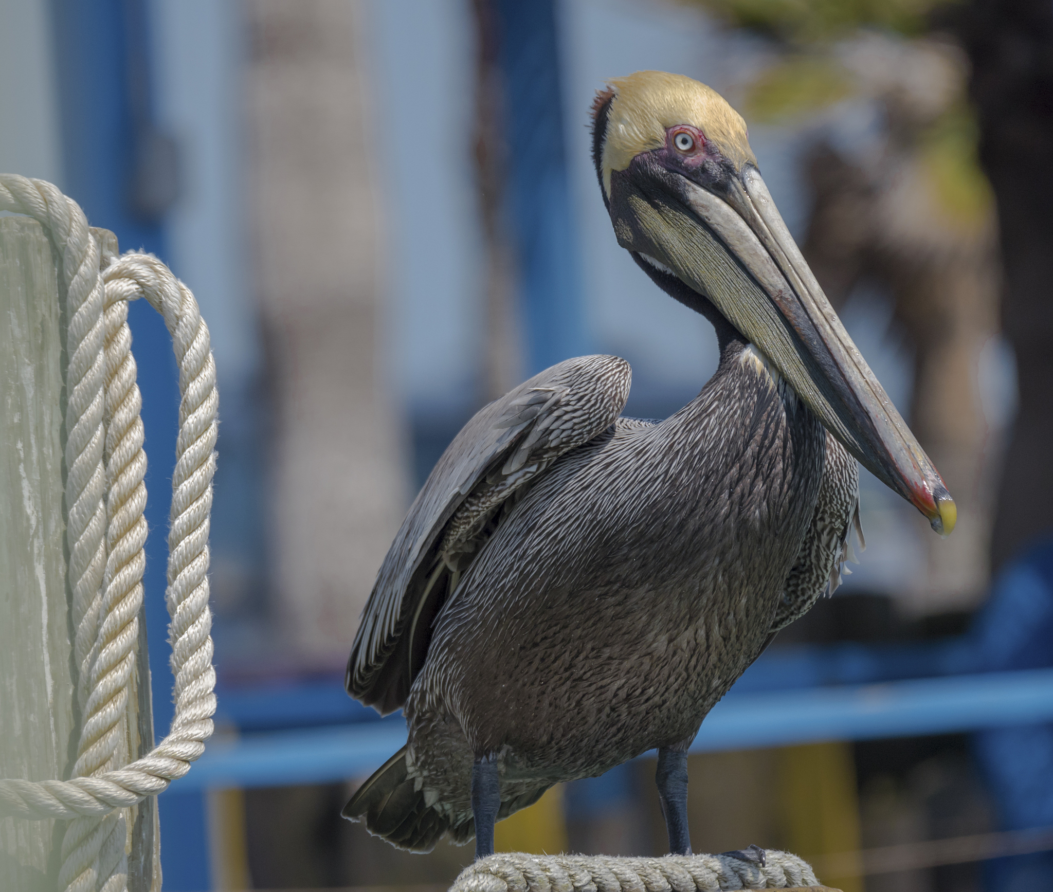 STC8 SPI 中断回调函数编写教程 - 详细步骤及示例代码