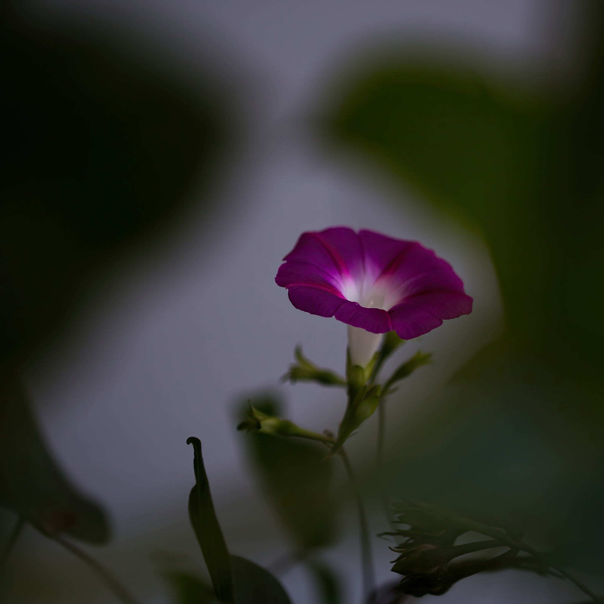 牵牛花凌晨四点绽放，勇敢迎风沐雨