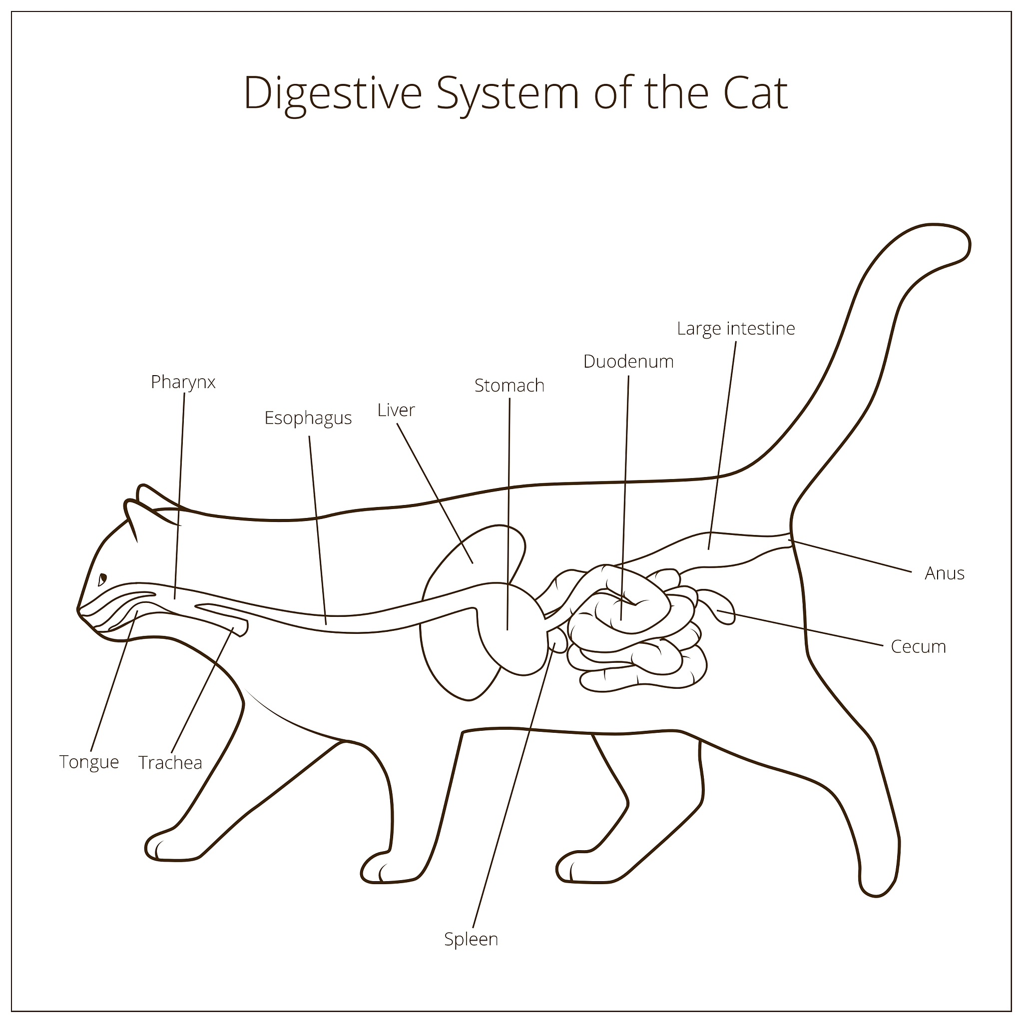 猫的消化系统：完整指南