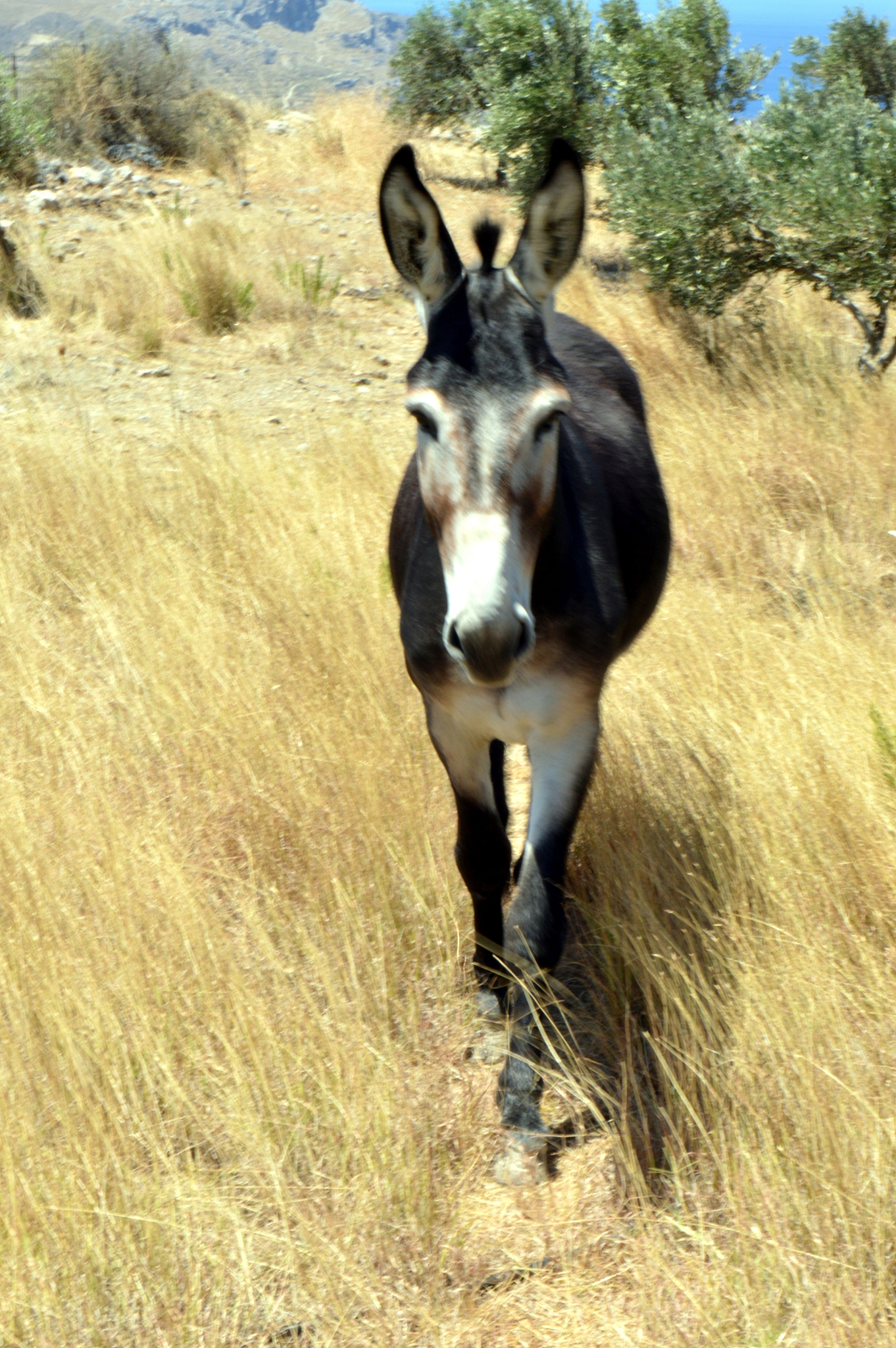 lively donkey in a meadow.