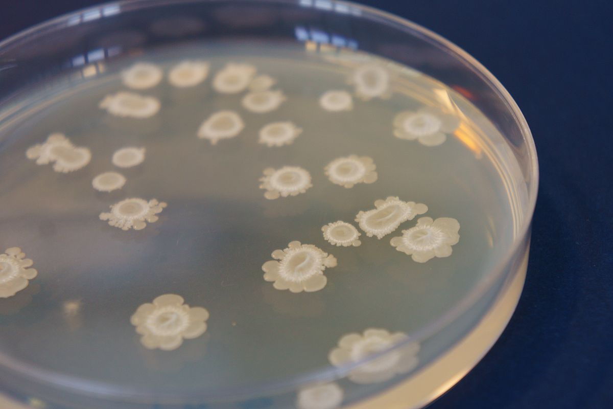 CFU−mL用中文解释一下