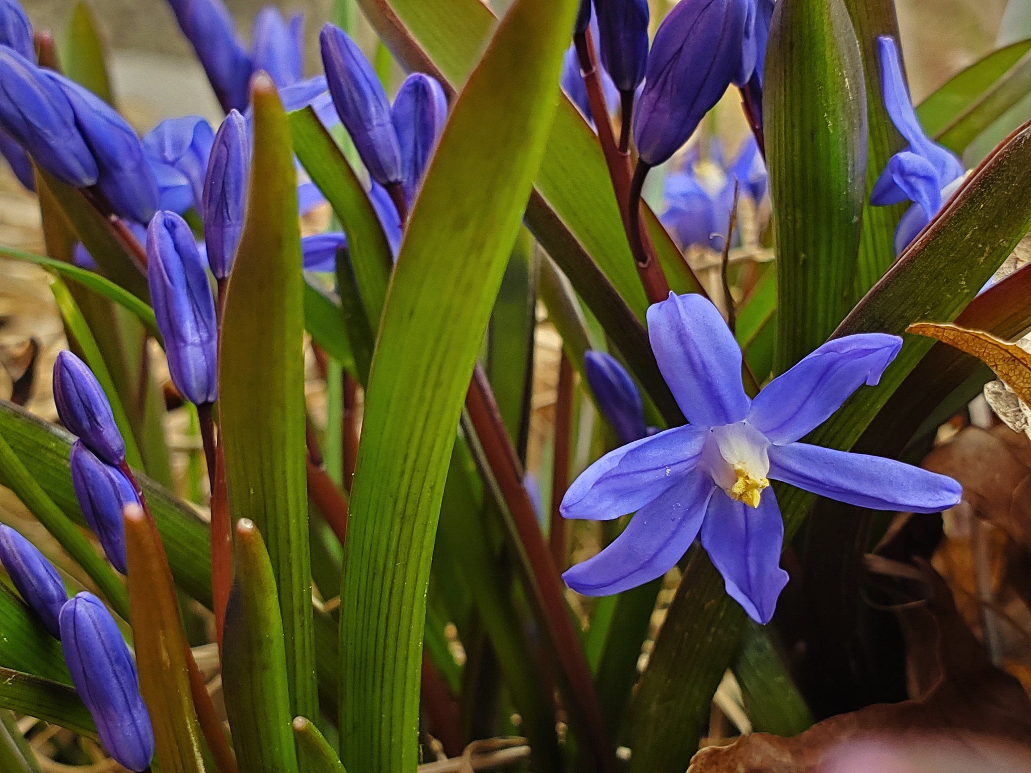 close-up of purple siberian squill spring flowers
