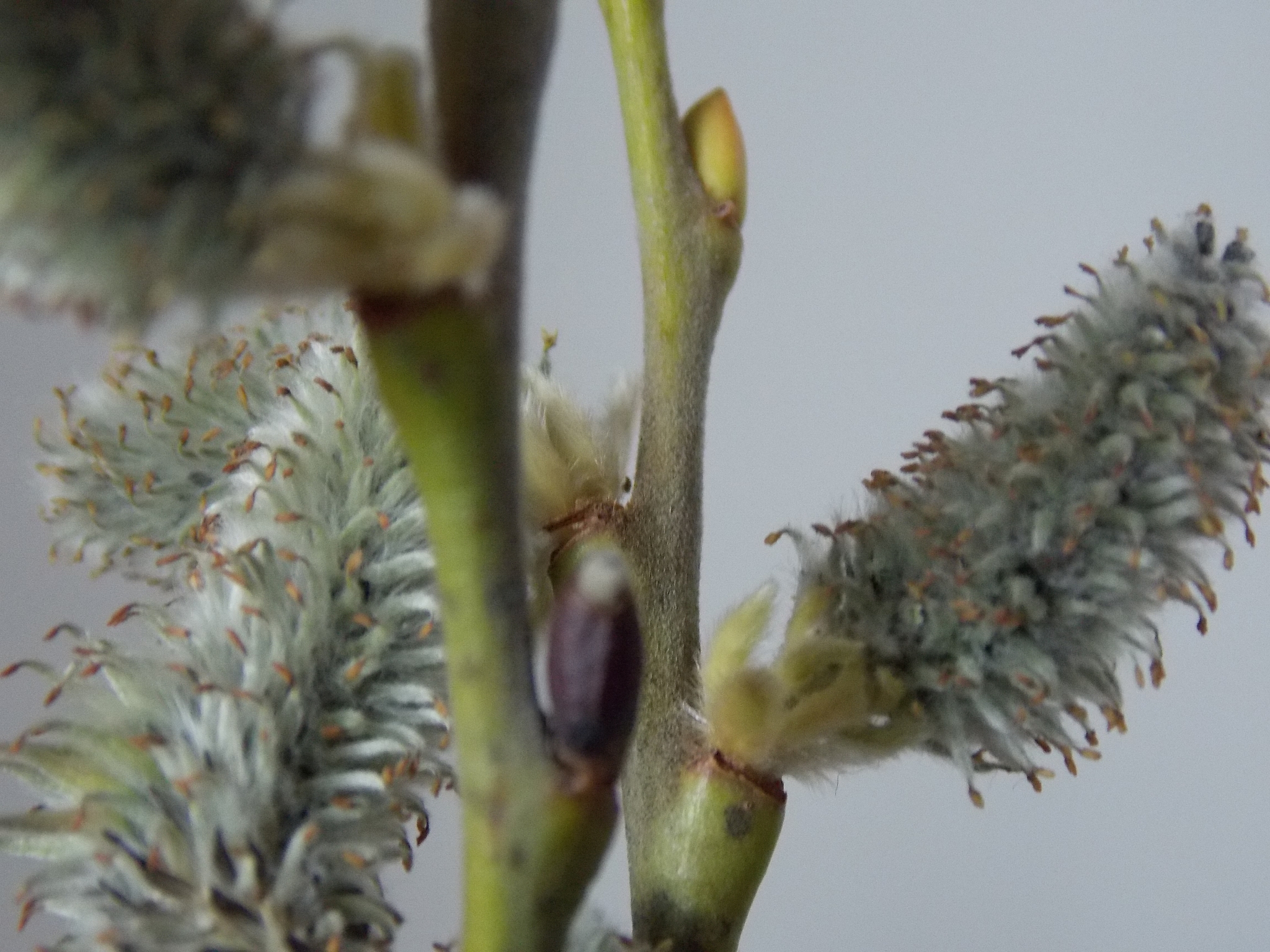 马伟良主编植物学：裸子植物的特征详解