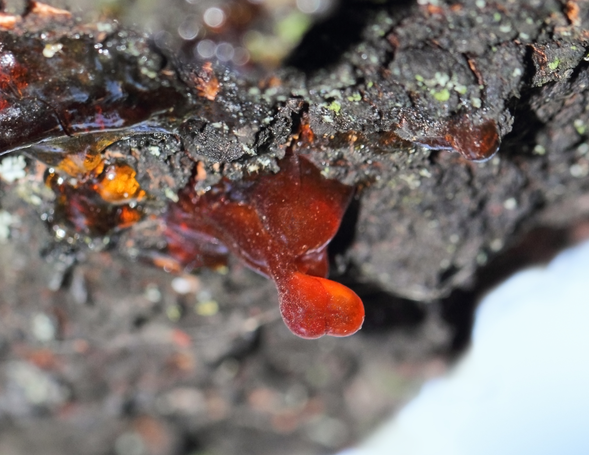 a macro close up view of orange cherry resin on the cherry tree 