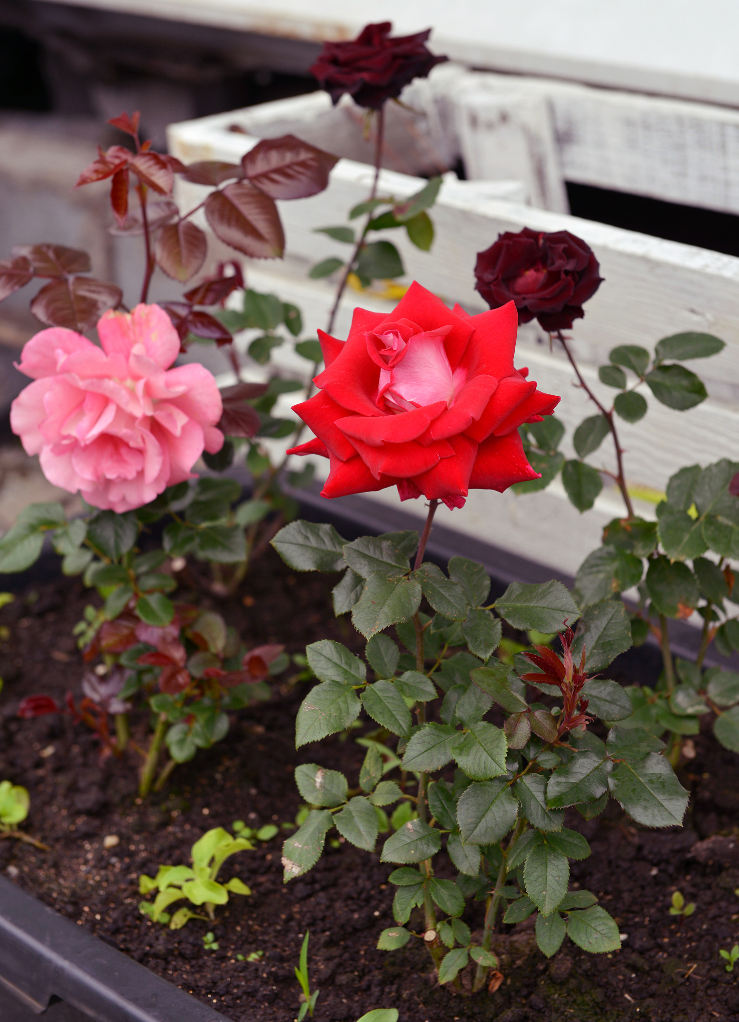 蔷薇、月季、玫瑰区别大揭秘：外观、环境、开花期全解析