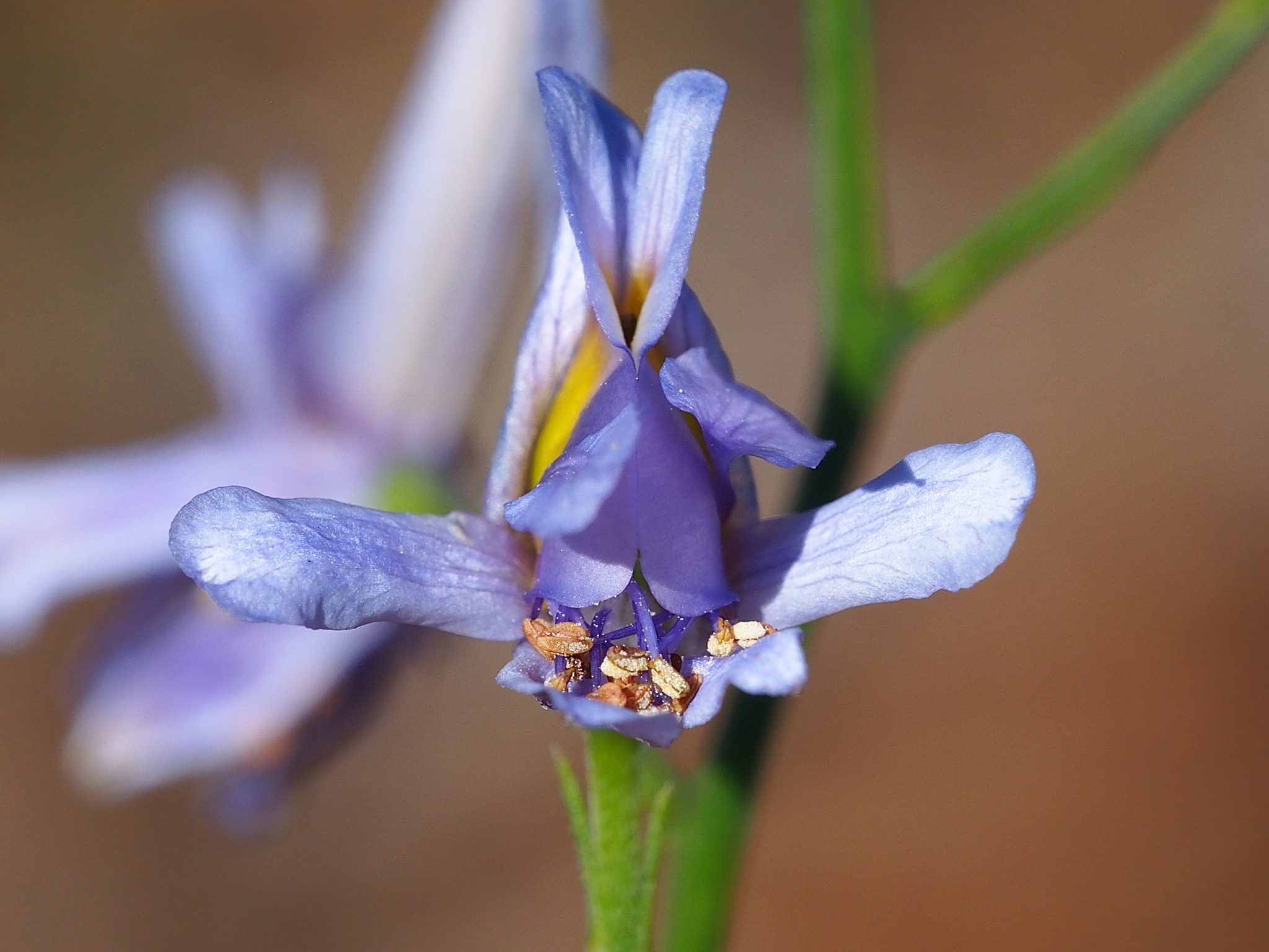 wildflower (delphinium gracile)
