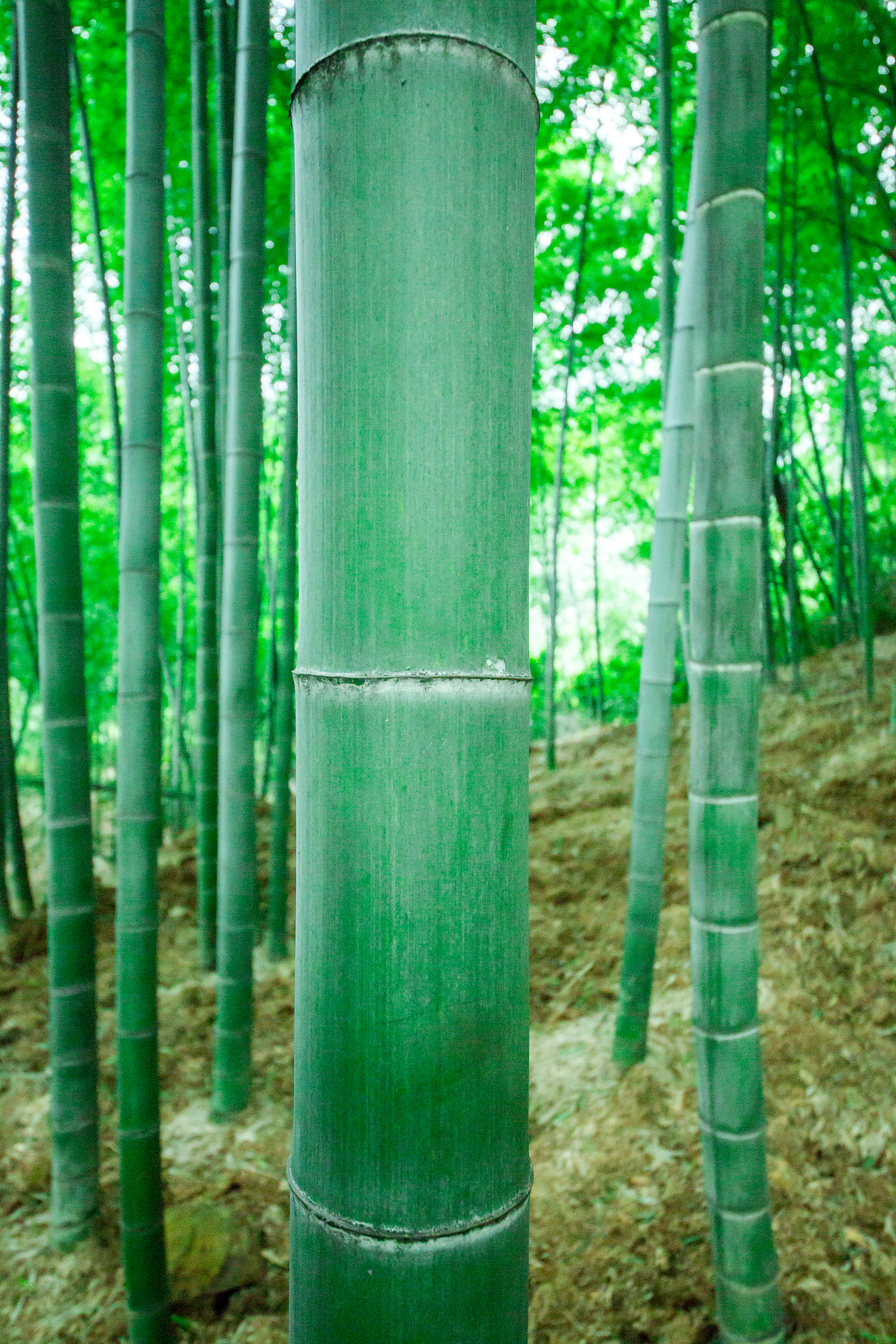 bamboo
