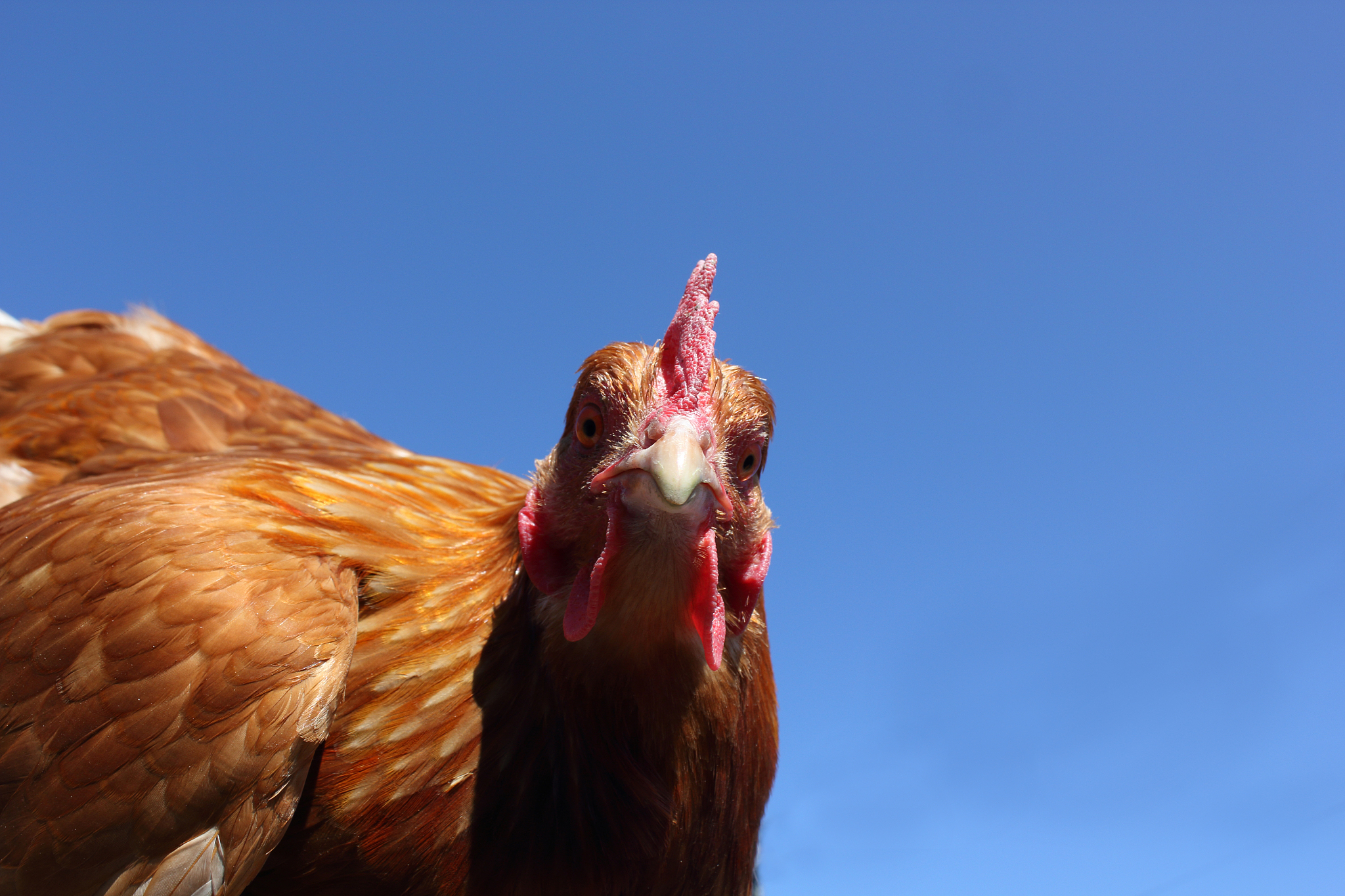 chicken in the blue sky
