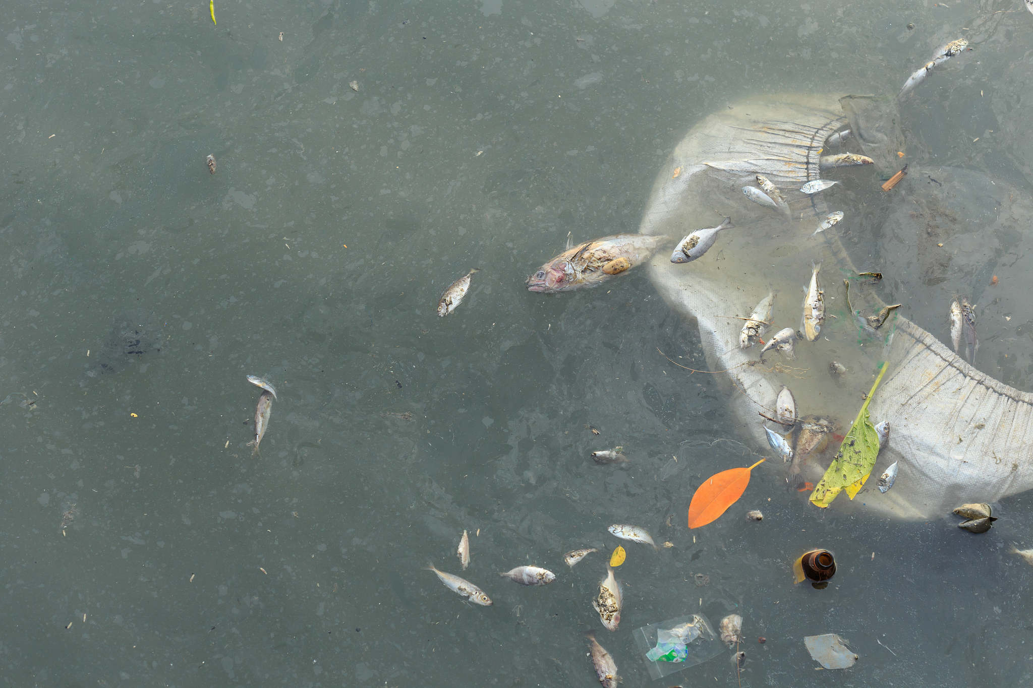 海洋微塑料对海洋生态系统的影响