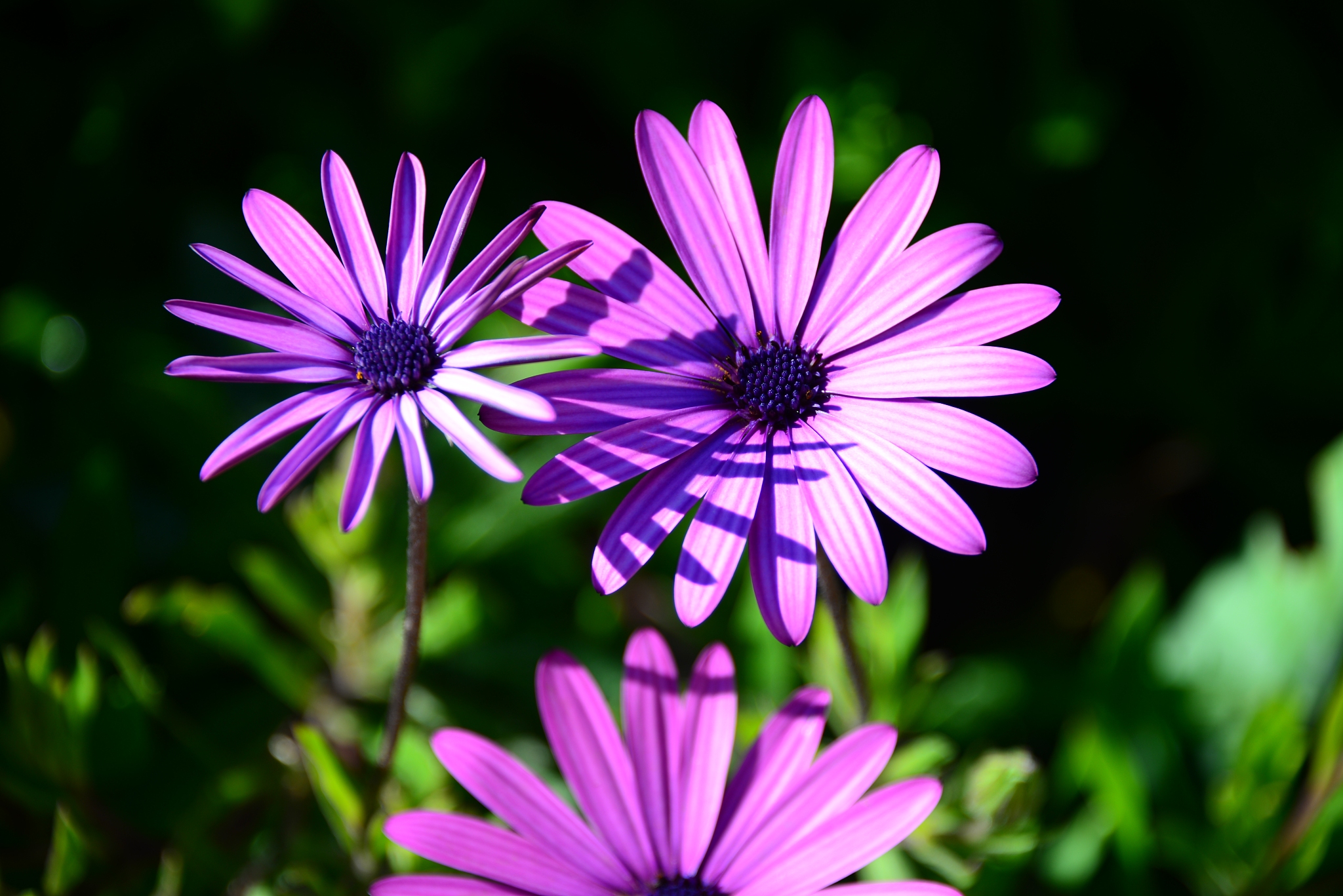 magaritenblüte in spanien