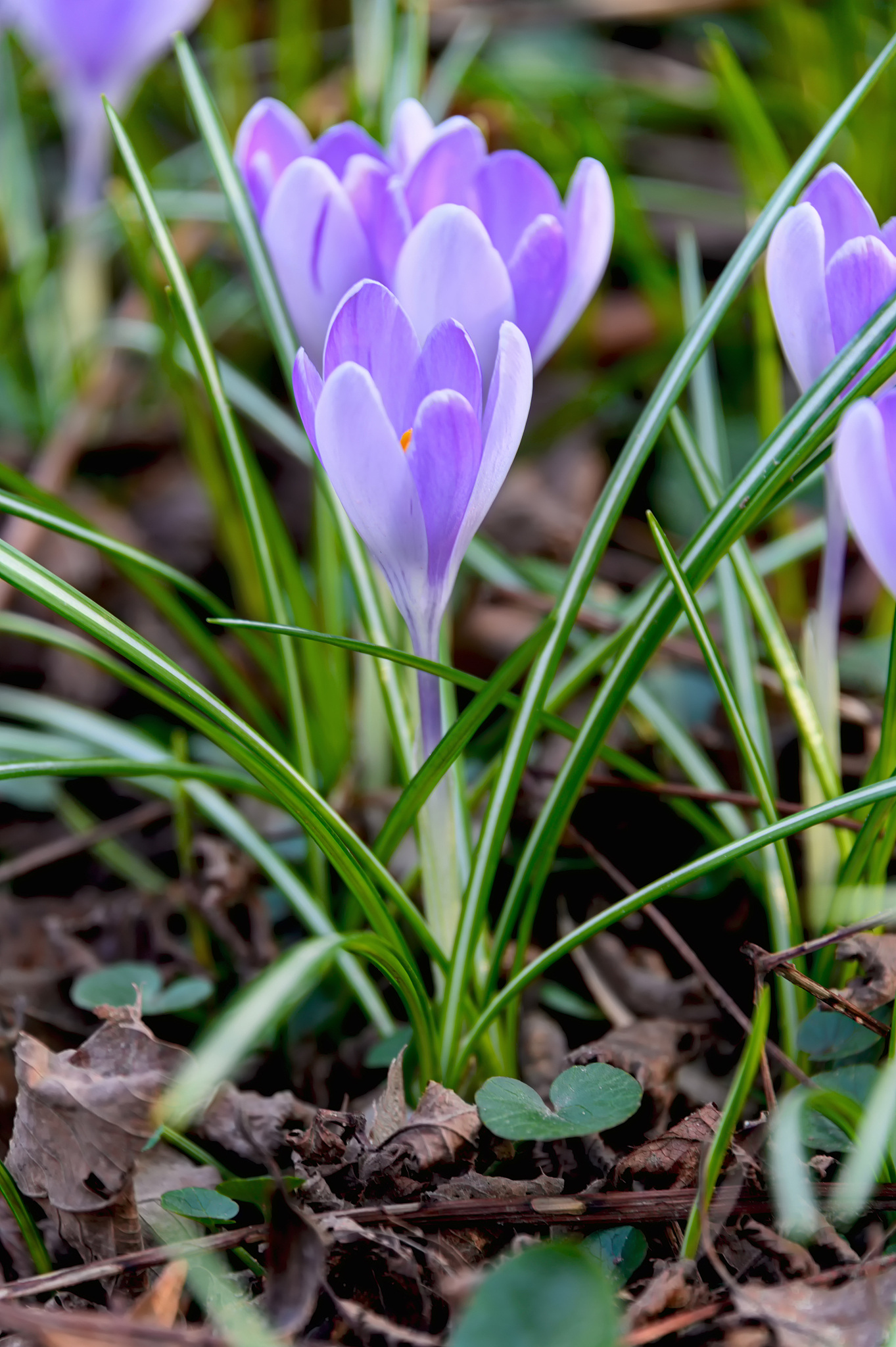 flowering crocuses or crocuses with purple petals (spring crocus