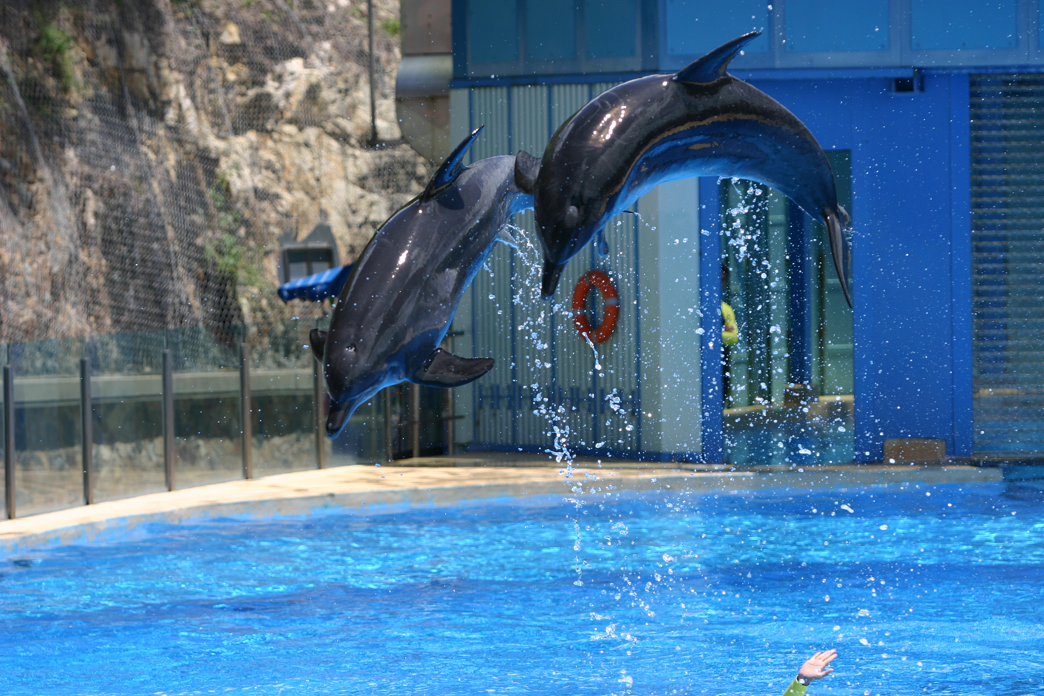 correct the grammar mistake of the sentenceYes when I was in primary school we arranged a field trip to the aquarium and it was my first time seeing a dolphin show