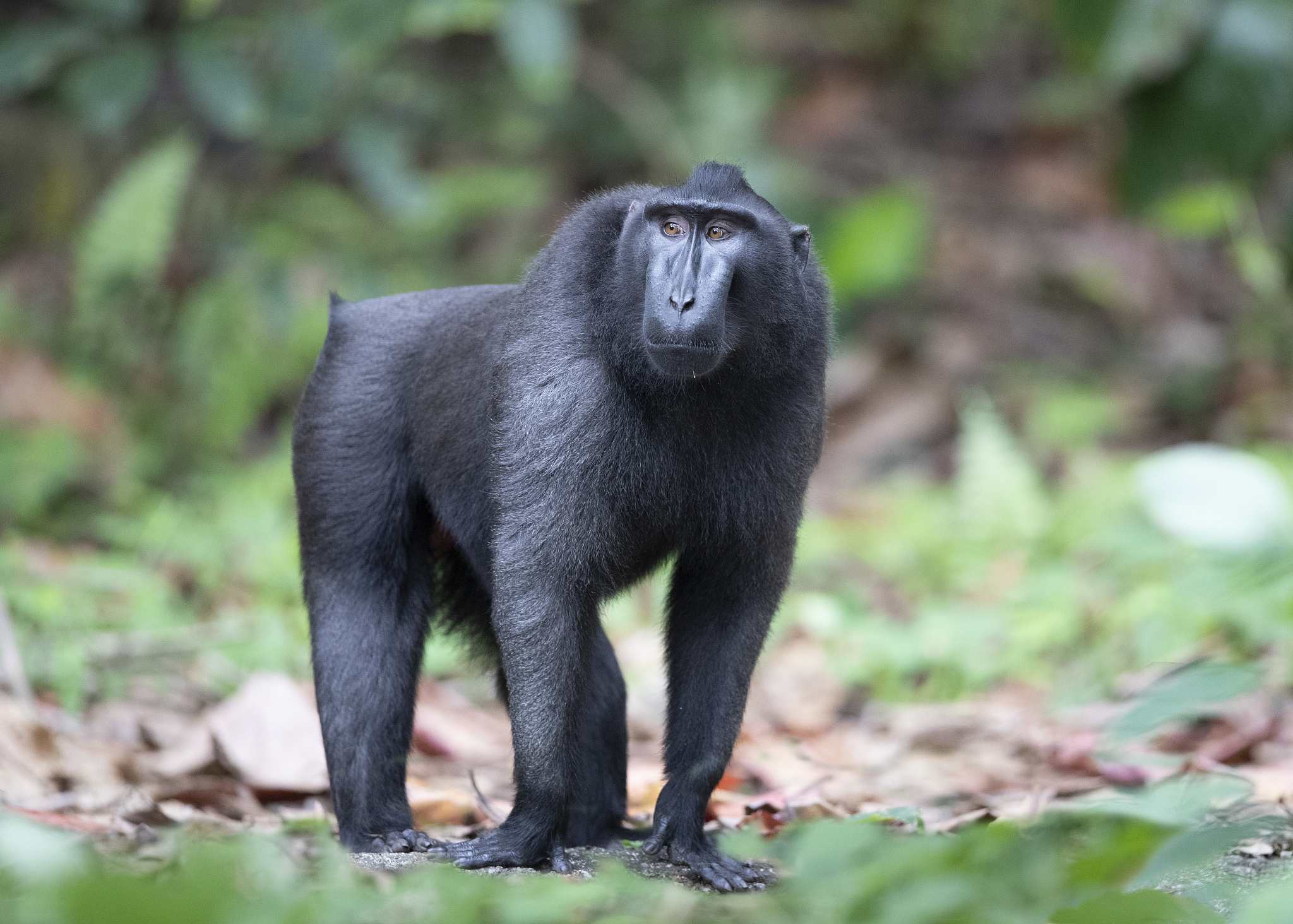 celebes crested macaque