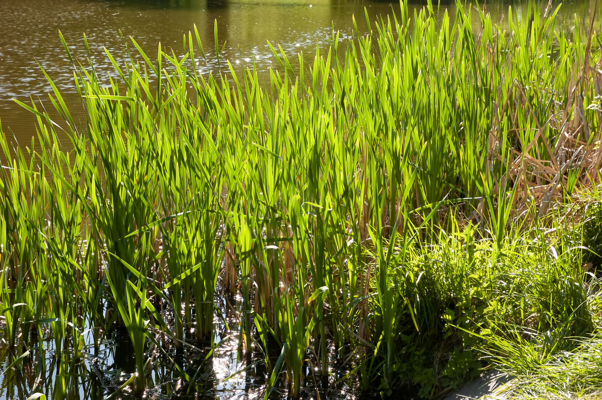 查找资料回答哈尔滨金河湾湿地的植物种类数量