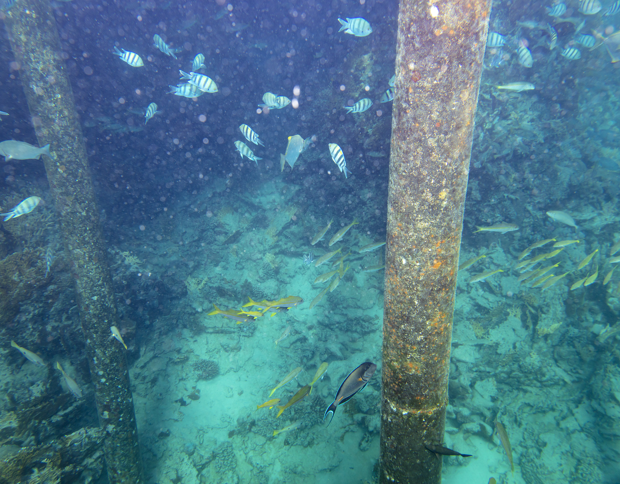 sea fish near coral, underwater