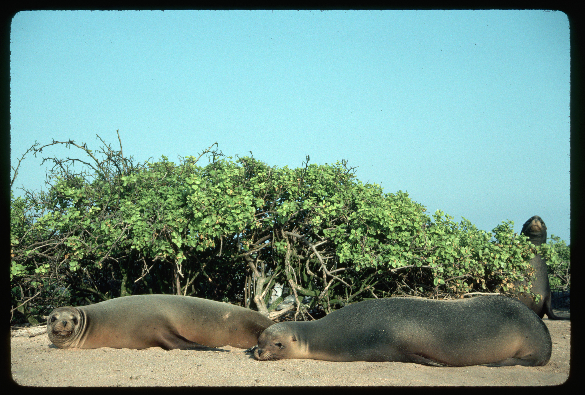 galapagos sea lions on a beach
