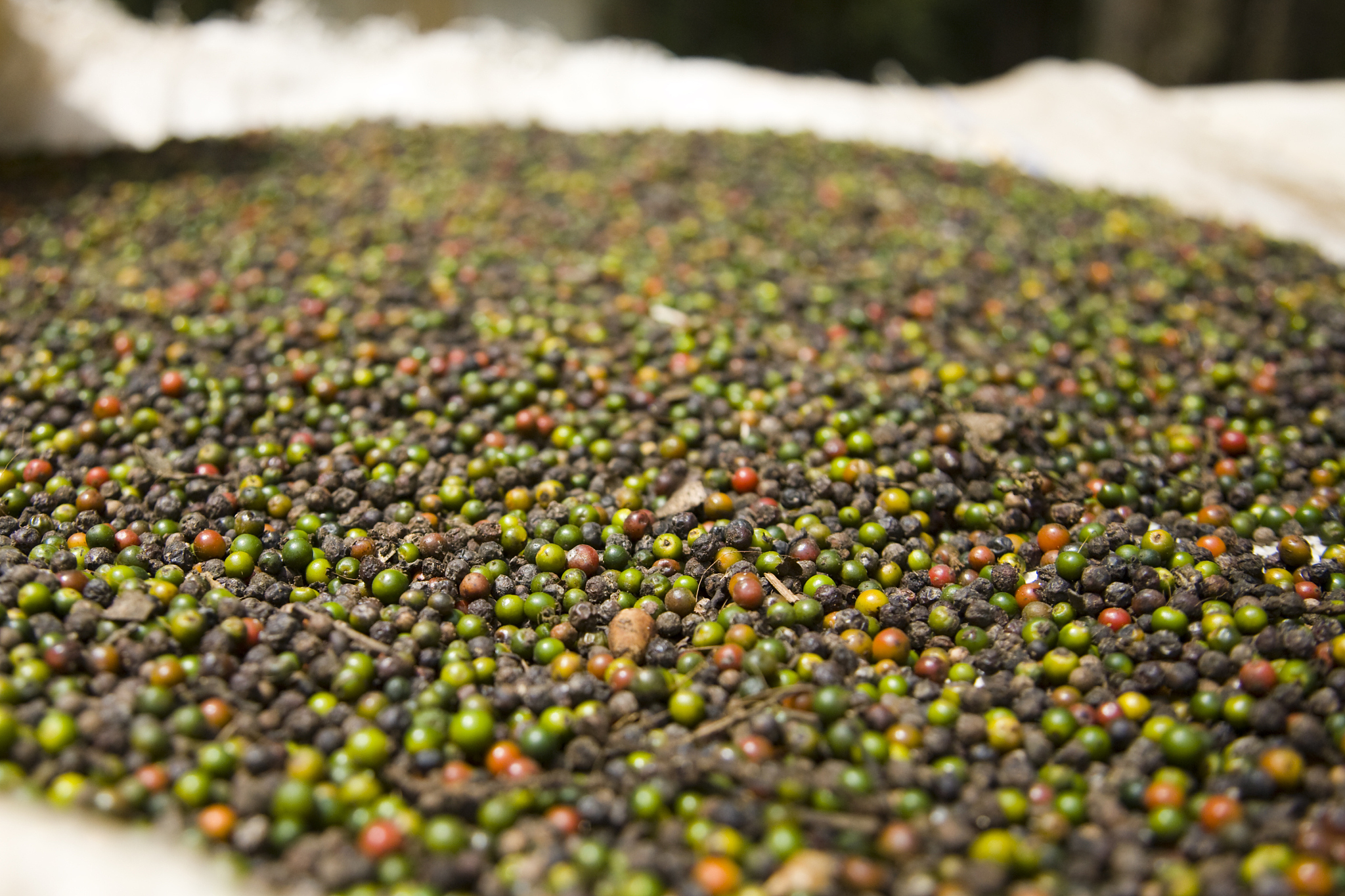 印庹哪的胡椒品质好帮我用200字详细描述