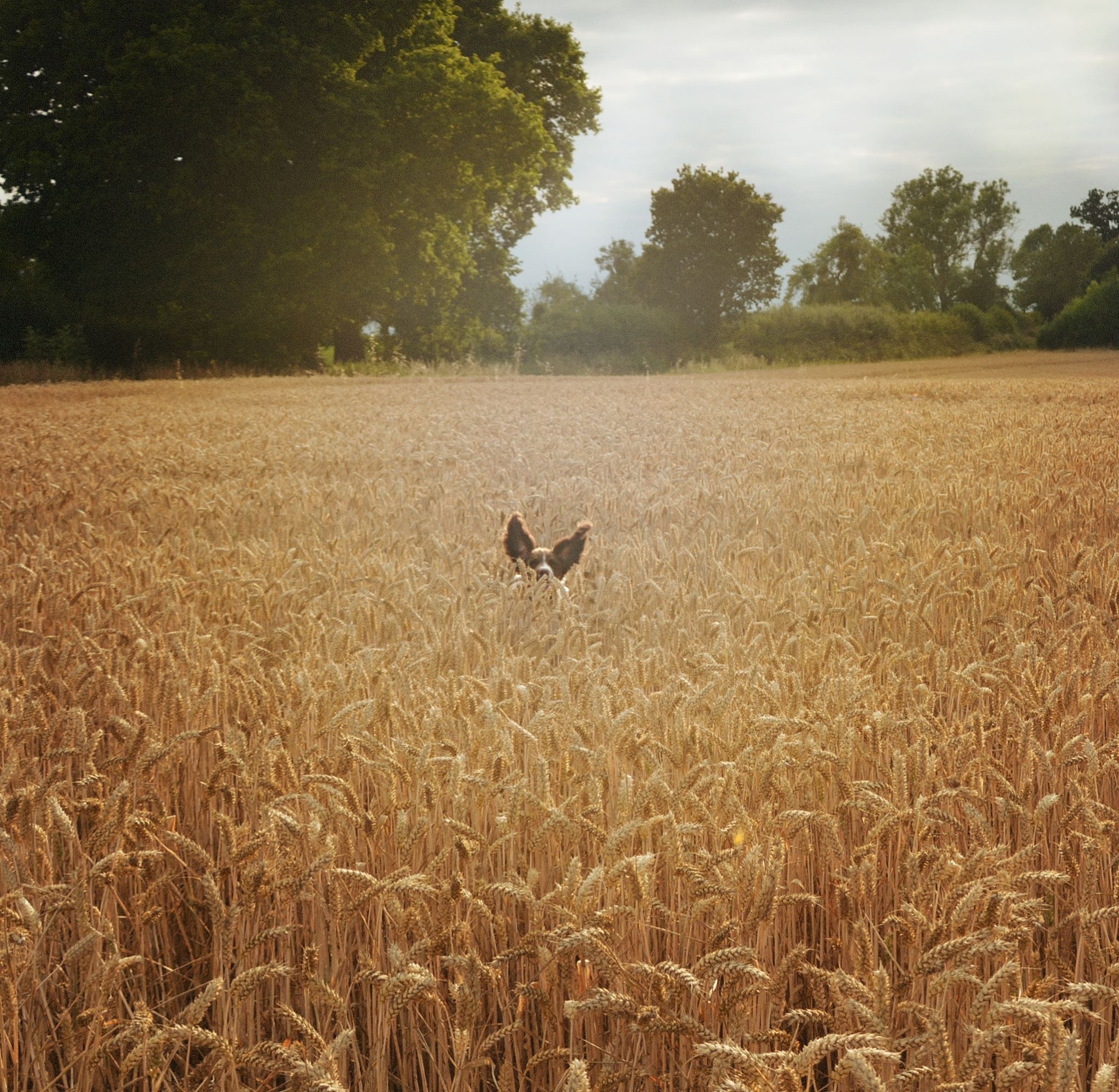 活着的尊严：成熟的人的标志