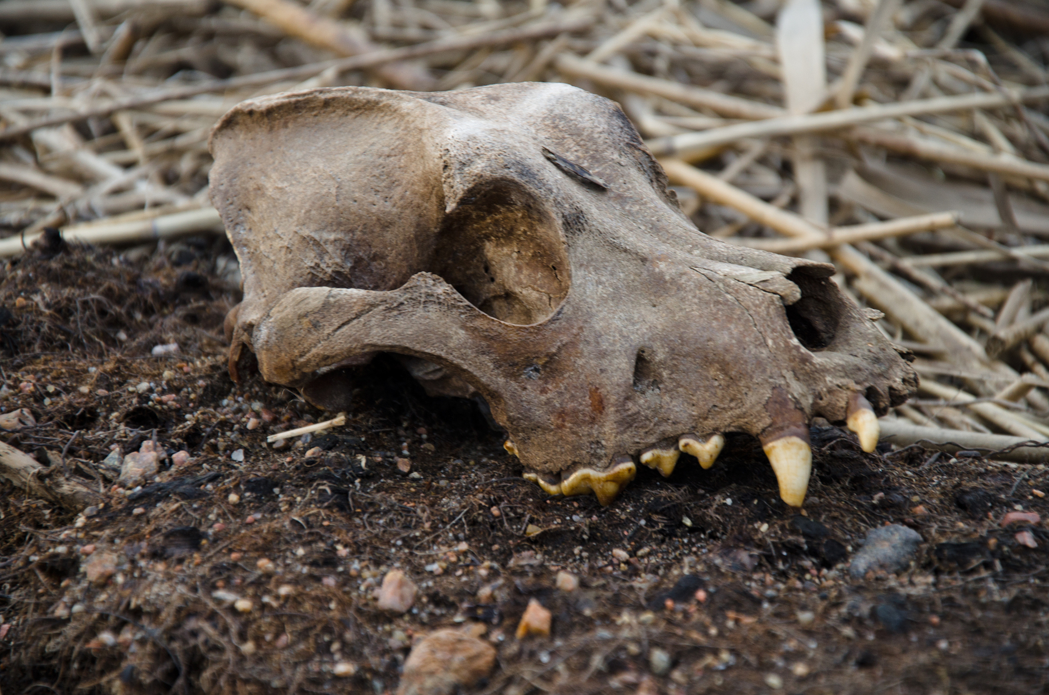 wolf skull