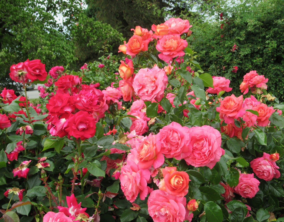 玫瑰花圃显示标签时间限制：CC++ 1000MS其他语言 2000MS内存限制：CC++ 16MB其他语言 32MB难度：中等分数：0 OI排行榜得分：201分数+2难度出题人：描述有一块 n n n=5 且 n 是奇数的红玫瑰花圃由 n n 个小正方形花圃组成现要求在花圃中最中间的一行、最中间的一列以及 4 个顶点处种植粉色玫瑰请问粉玫瑰占地面积占整个玫瑰花圃总面积的百分比是多少？如 n=