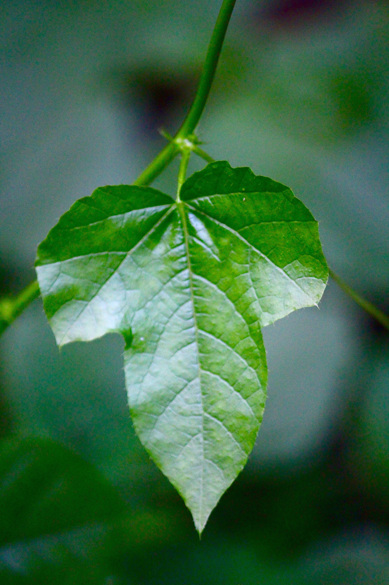 close-up of leaf