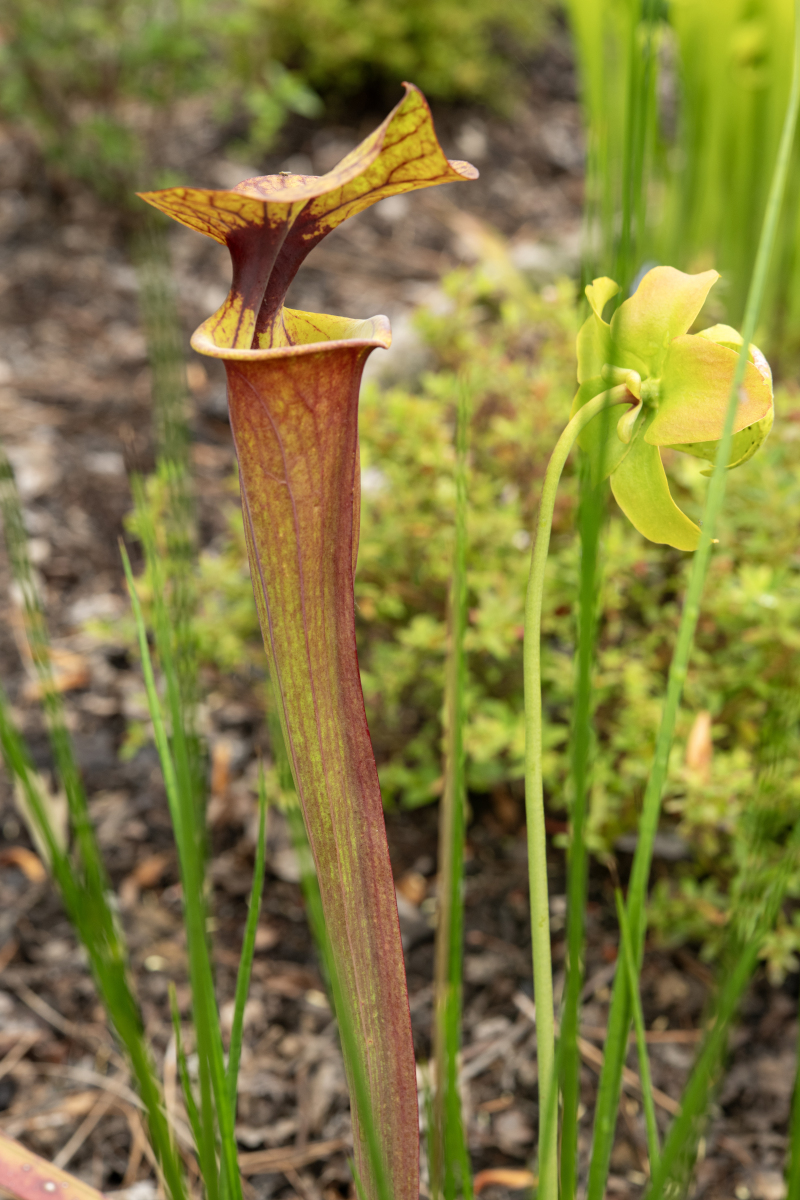阳荷的功效与作用及食用方法 - 清热解毒、降火消肿、袪湿润燥