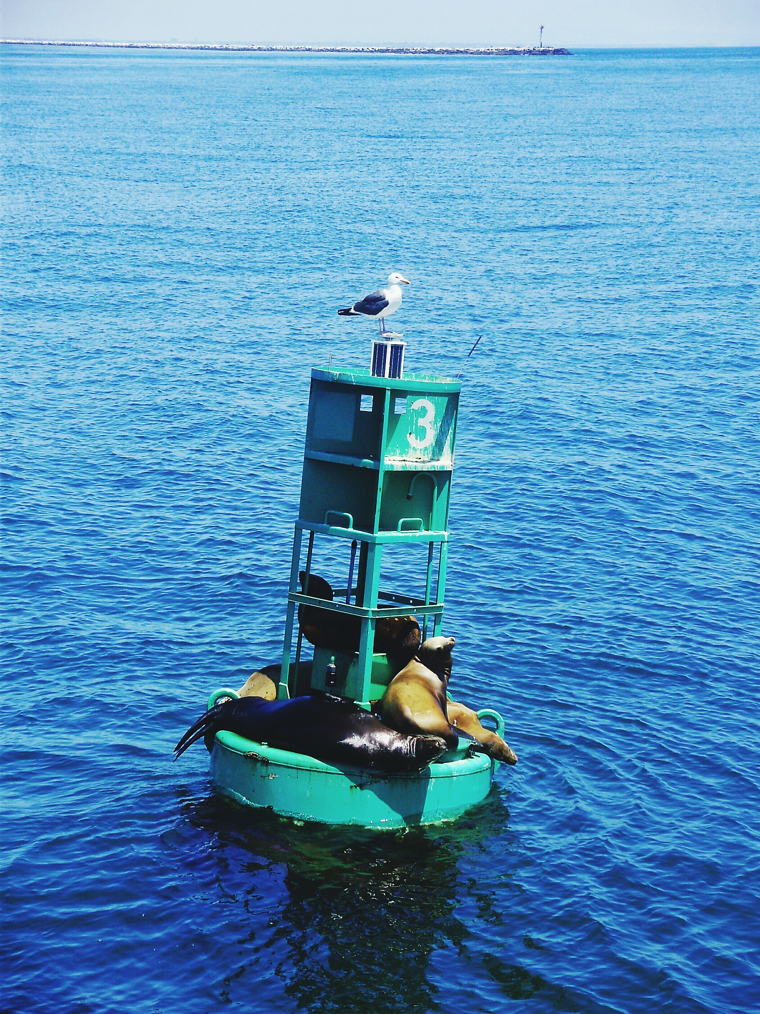 海洋监测内容全面解析：水质、生物、沉积物、气象、地质、污染、资源、气候
