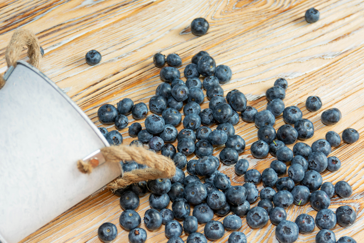 蓝莓的起源以及功效200字左右详细描述一下