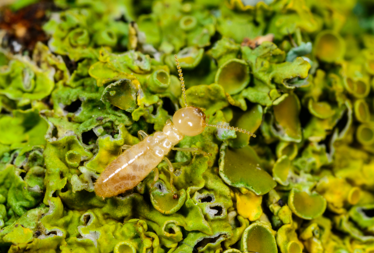 菜粉蝶人工饲养：生命周期研究与养殖过程