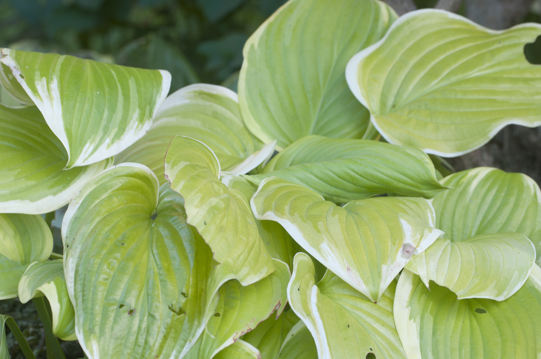 玉簪为什么要防止暴晒