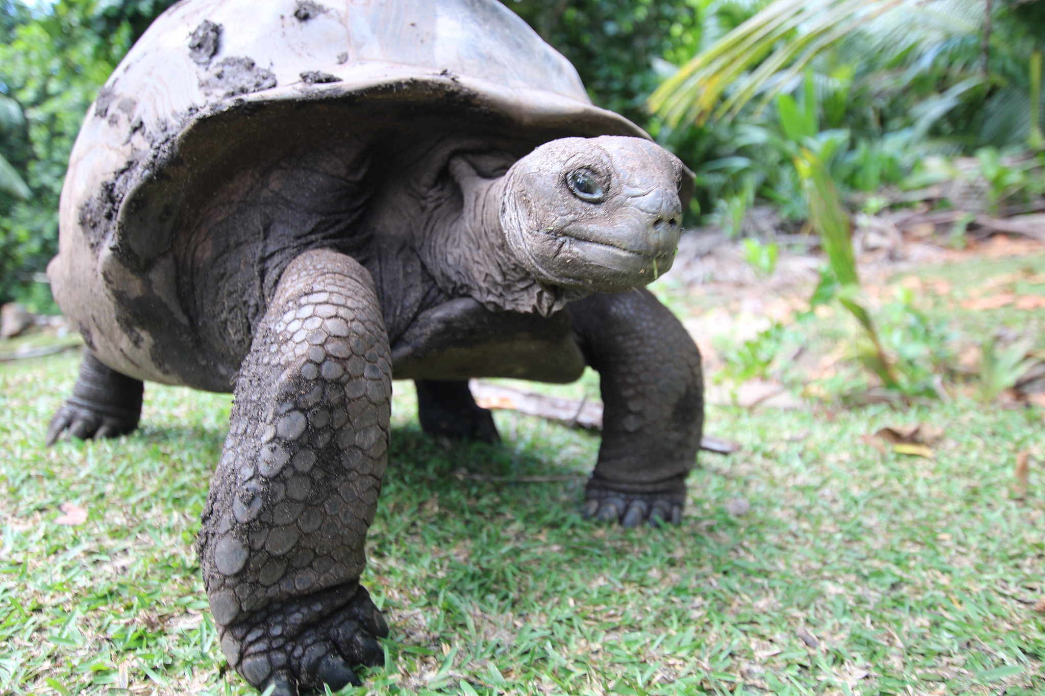 aldabra giant tortoise, curieuse island, seychelles, indian ocea