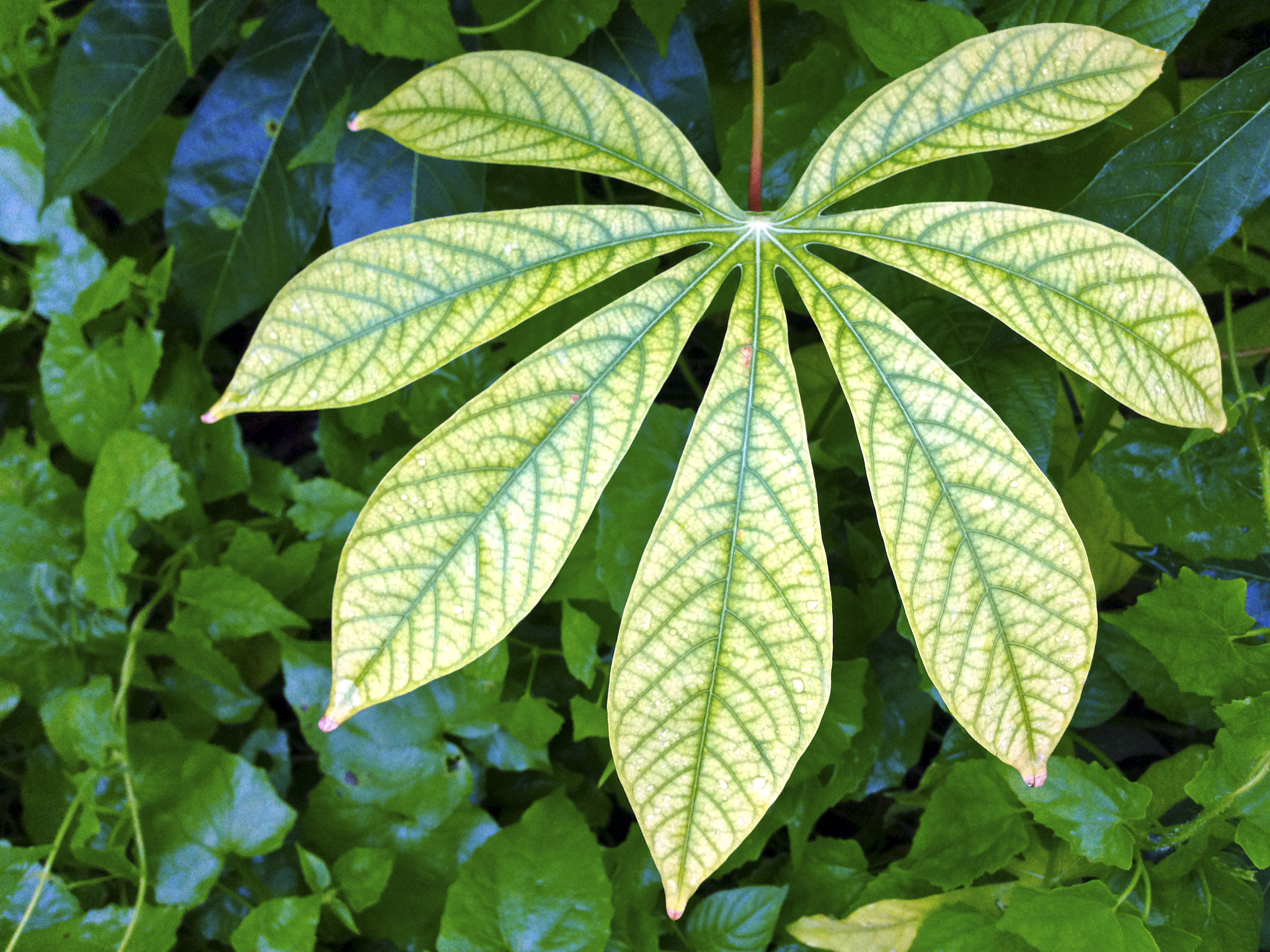 singapore, tropical foliage.
