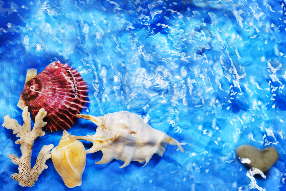 I’ve never held a starfish in my hands Where did you do it How does it feel like这是什么意思？