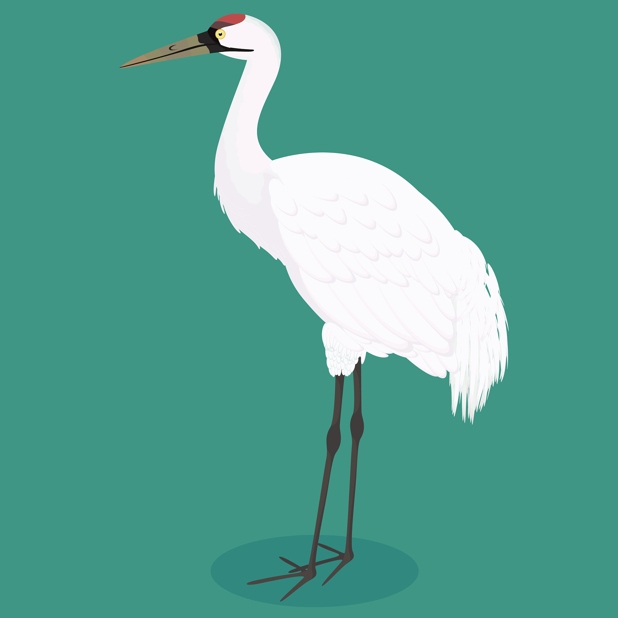 whooping crane cartoon