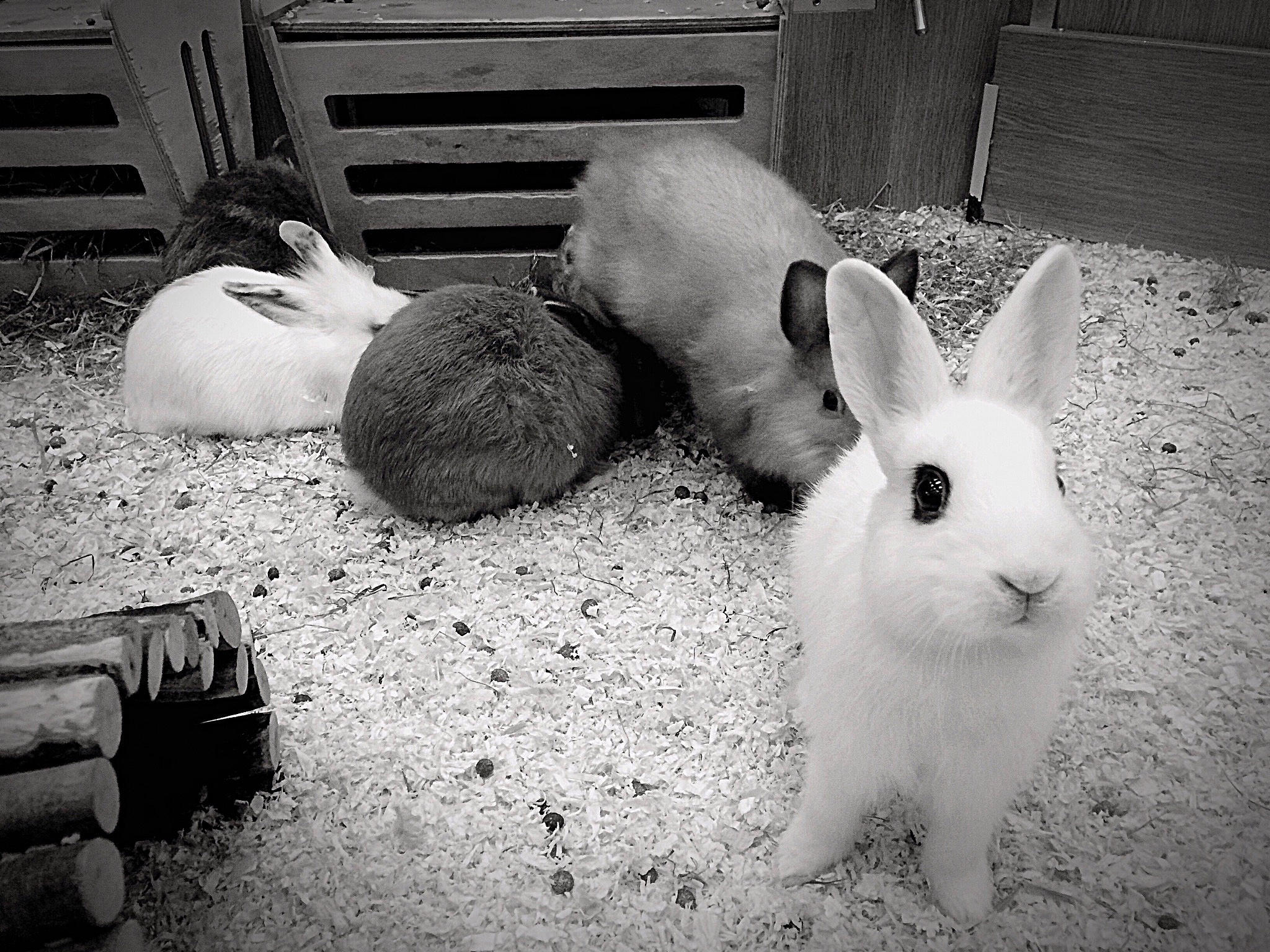 宠物兔子的自我保护机制：解读它们面对危险时的反应与行为