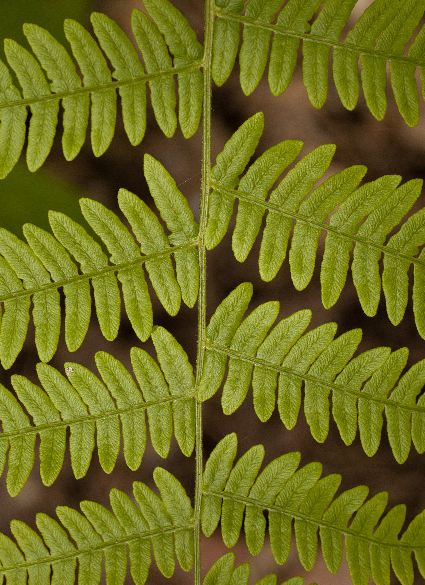 叶绿素含量升高吸光度会降低吗？可能原因解析