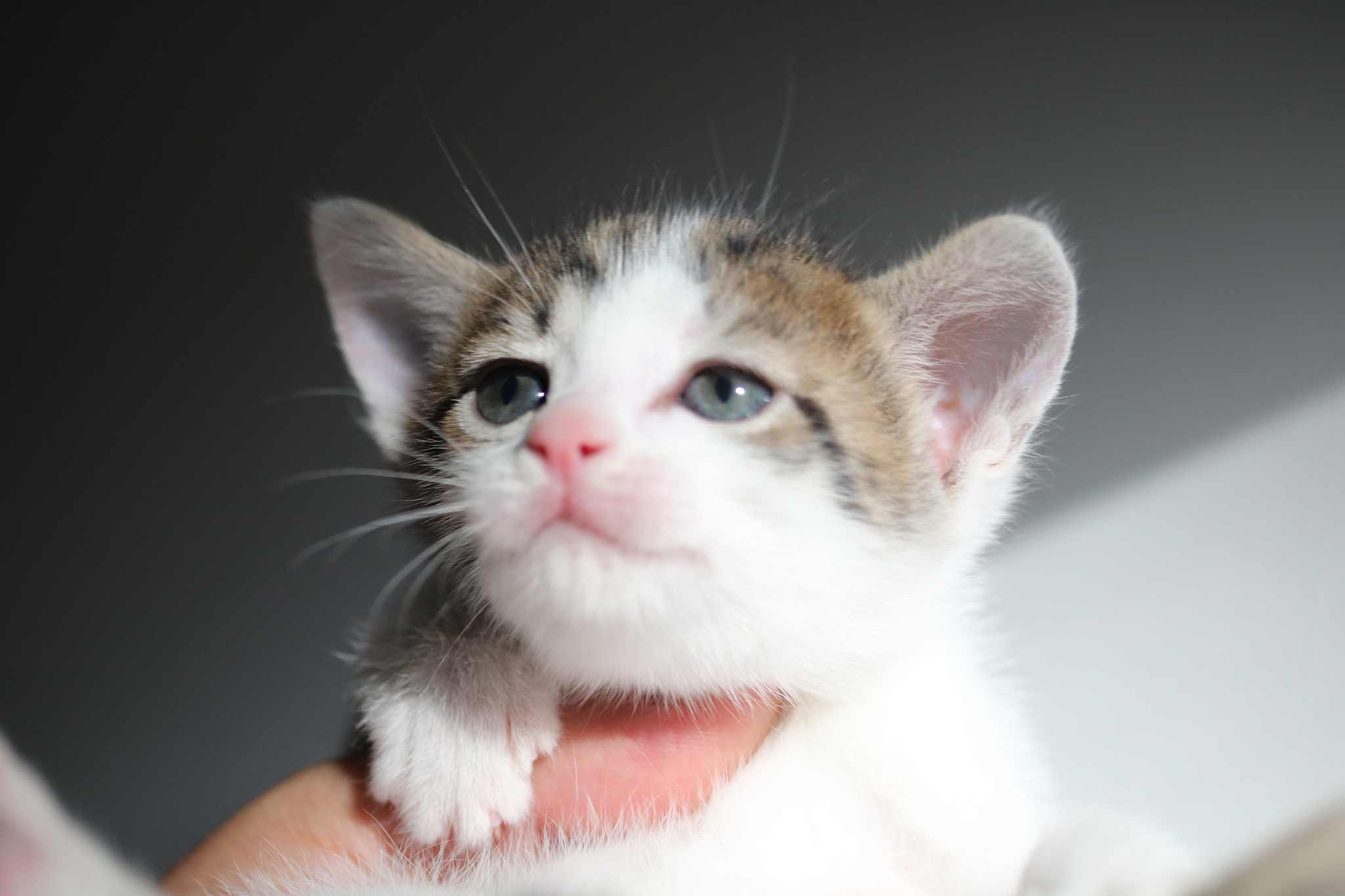 猫：可爱的家庭宠物