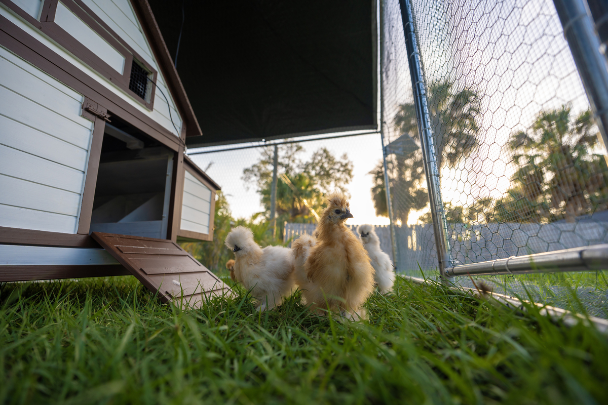 世界家禽科学杂志 (WORLDS POULTRY SCIENCE JOURNAL): 研究范围和内容