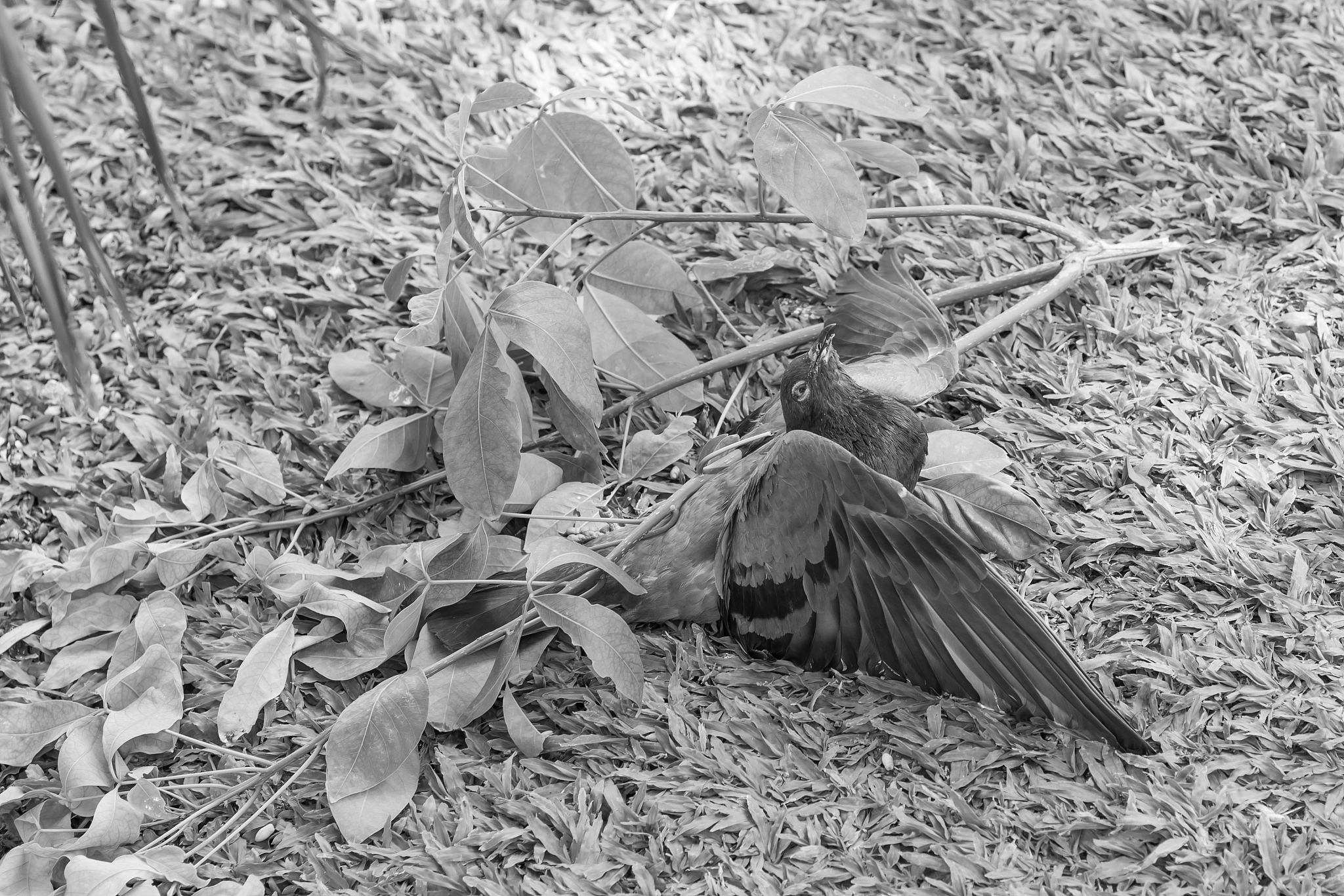 不对 一只鸟都没有了