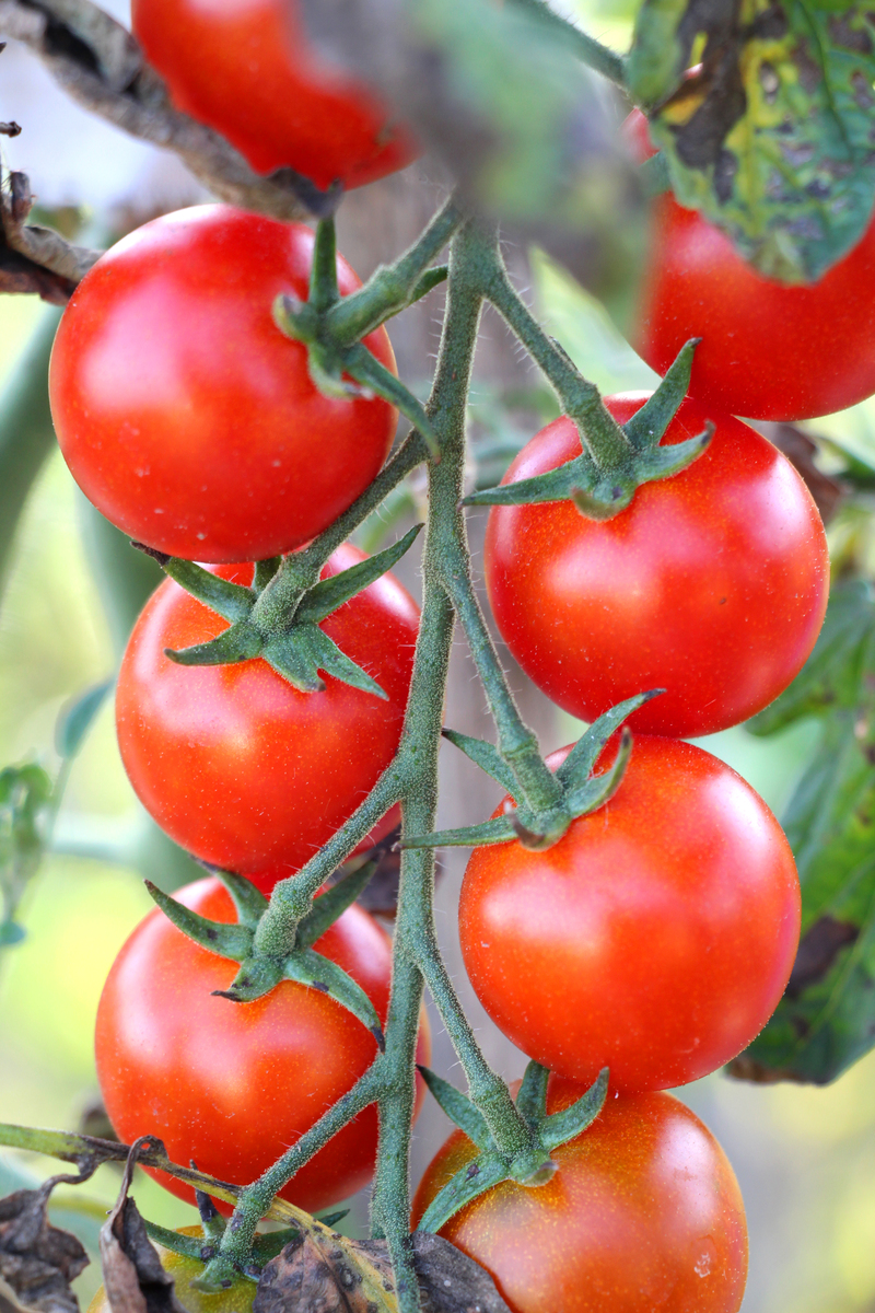 番茄和圣女果是同一种植物吗