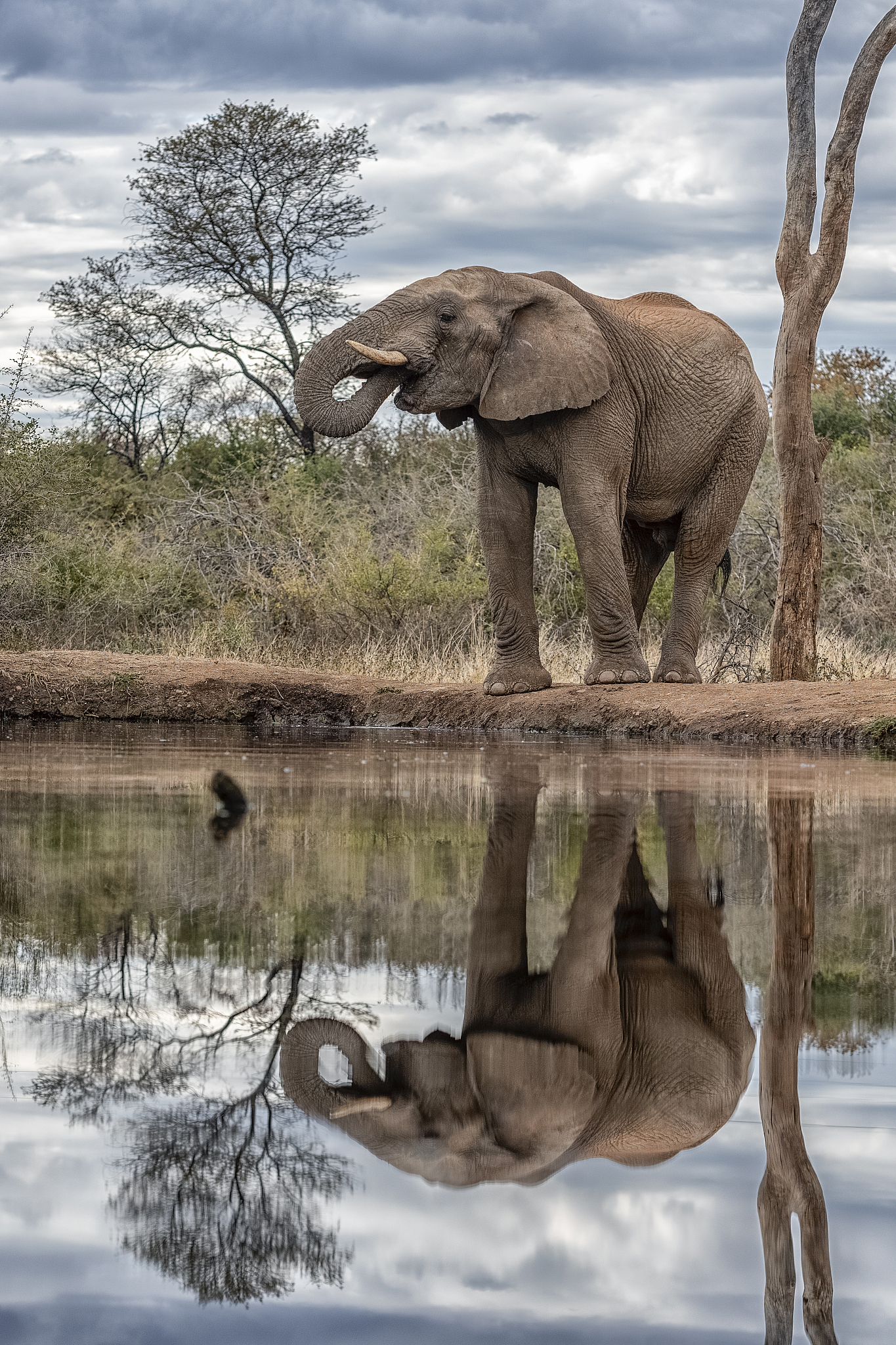 An elephant-shaped rock captured by Hörður Kristleifsson in Iceland