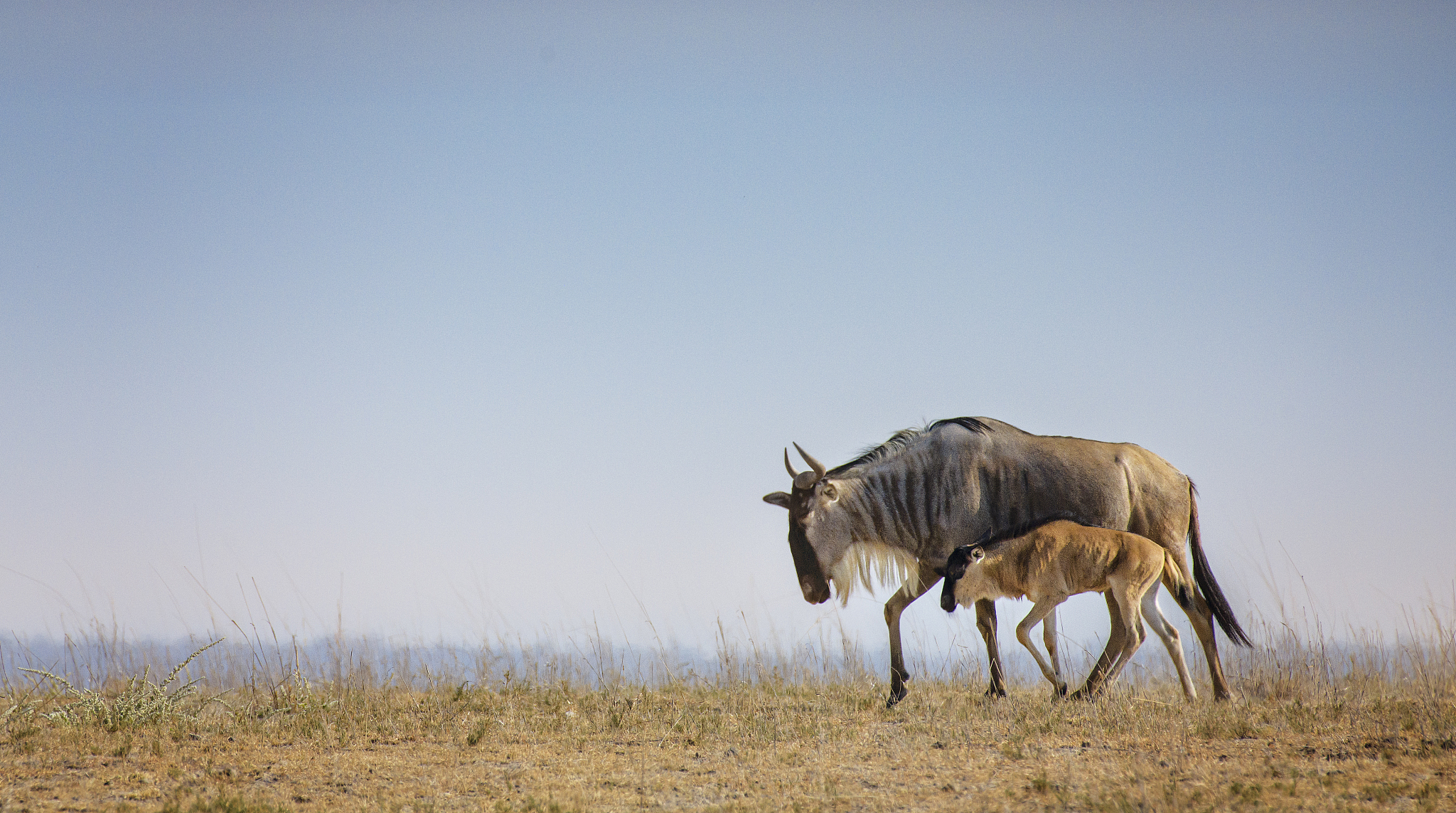 wildebeest imother and child n the landscape of amboseli, kenya