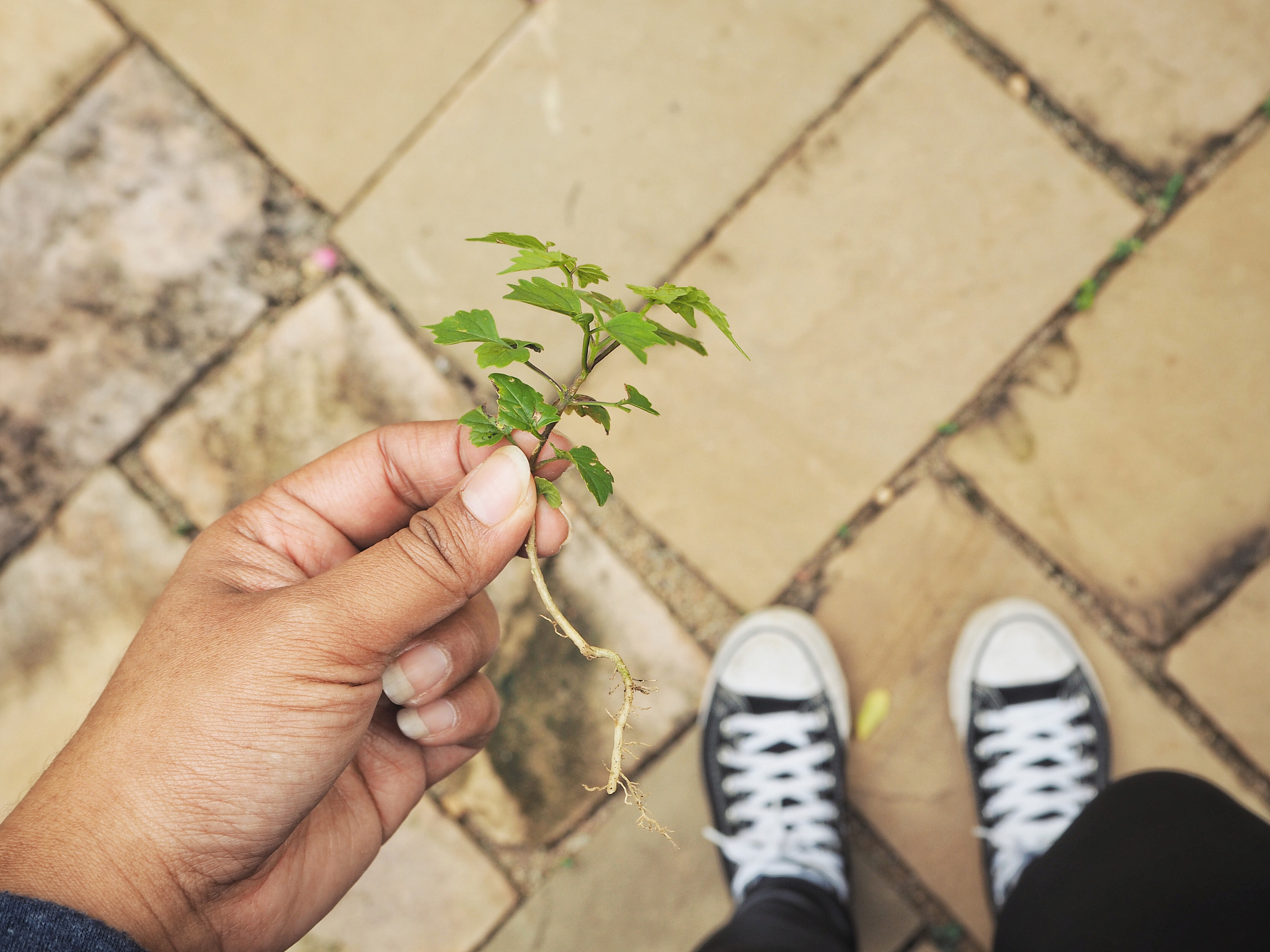 地球的生物是怎么来的